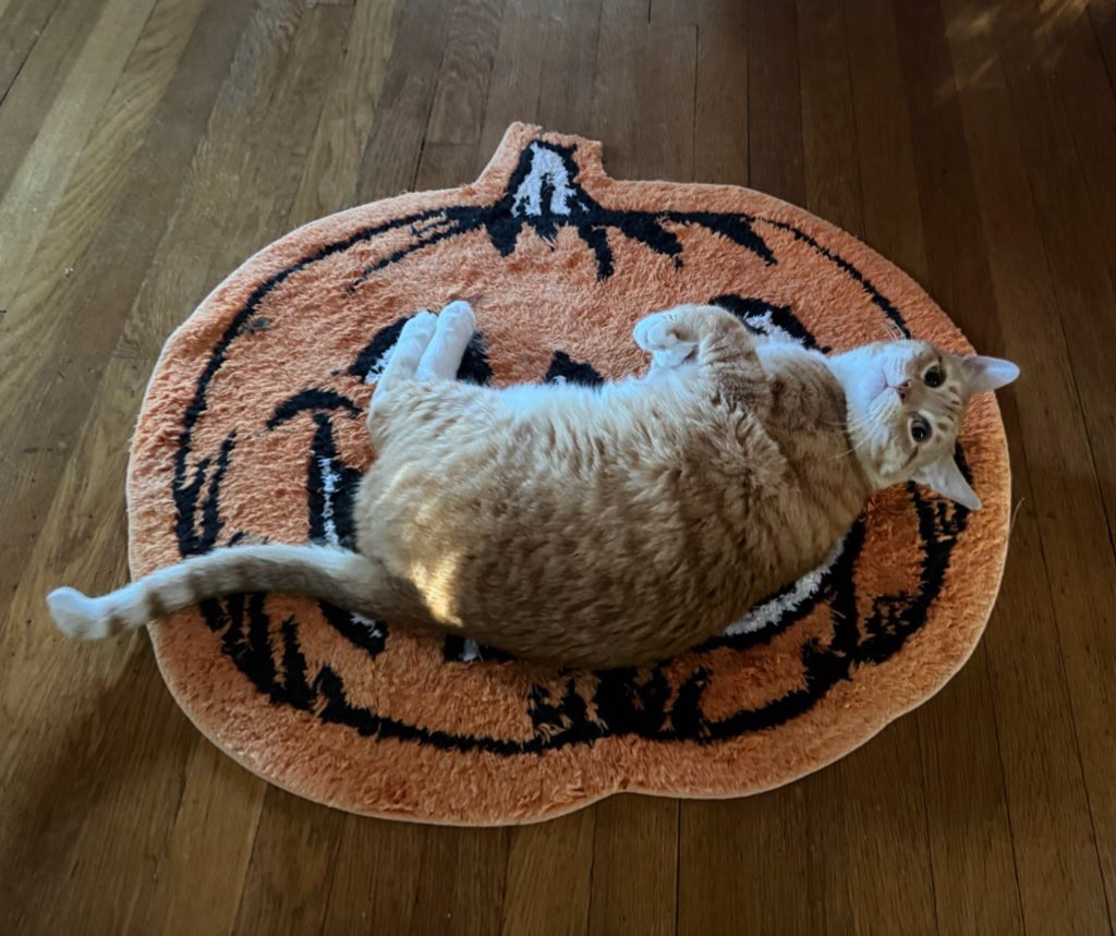 an orange cat is on a fluffy pumpkin jack o lantern rug 