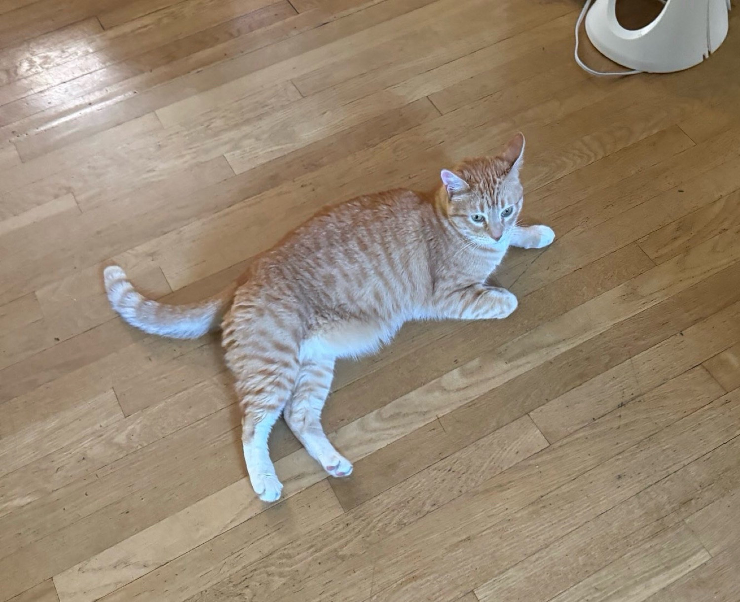 an orange cat with a perfect primordial pouch is sprawled on the floor taking up plenty of space 