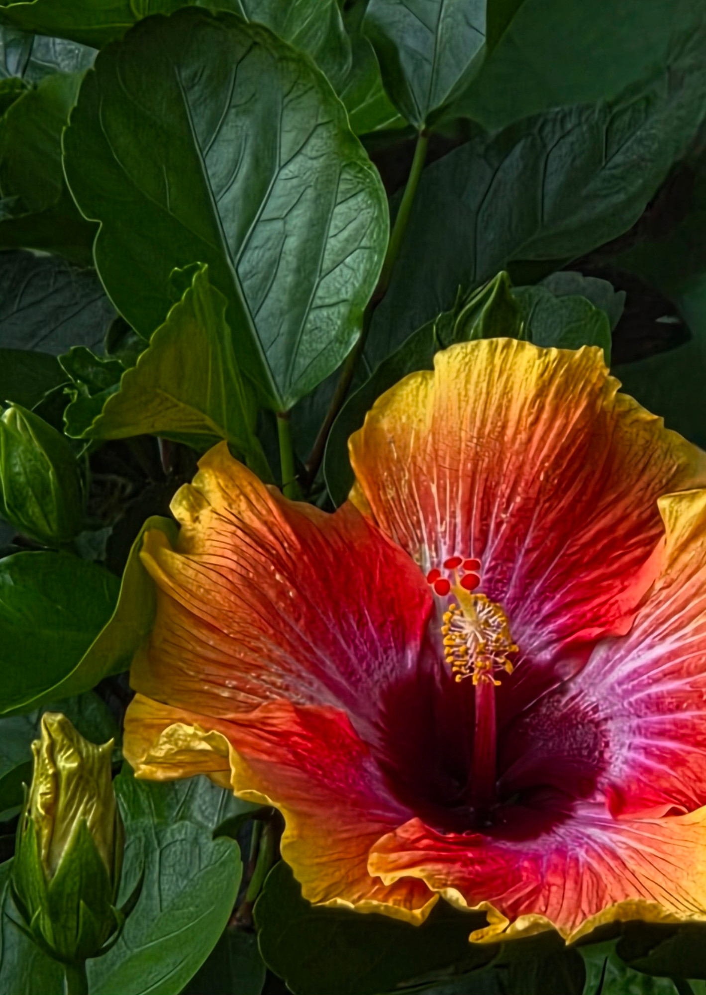 Close-up of a deep sunset coloured hibiscus rosa-sinensis. The petals have a wrinkly, veiny texture and transition from yellow at the edges to fiery orange and deep red towards the center, with hints of fuchsia or purple near the base of the ornate stamen. It's surrounded by large green leaves, some showing detailed vein patterns. There are two flower buds on the left. 