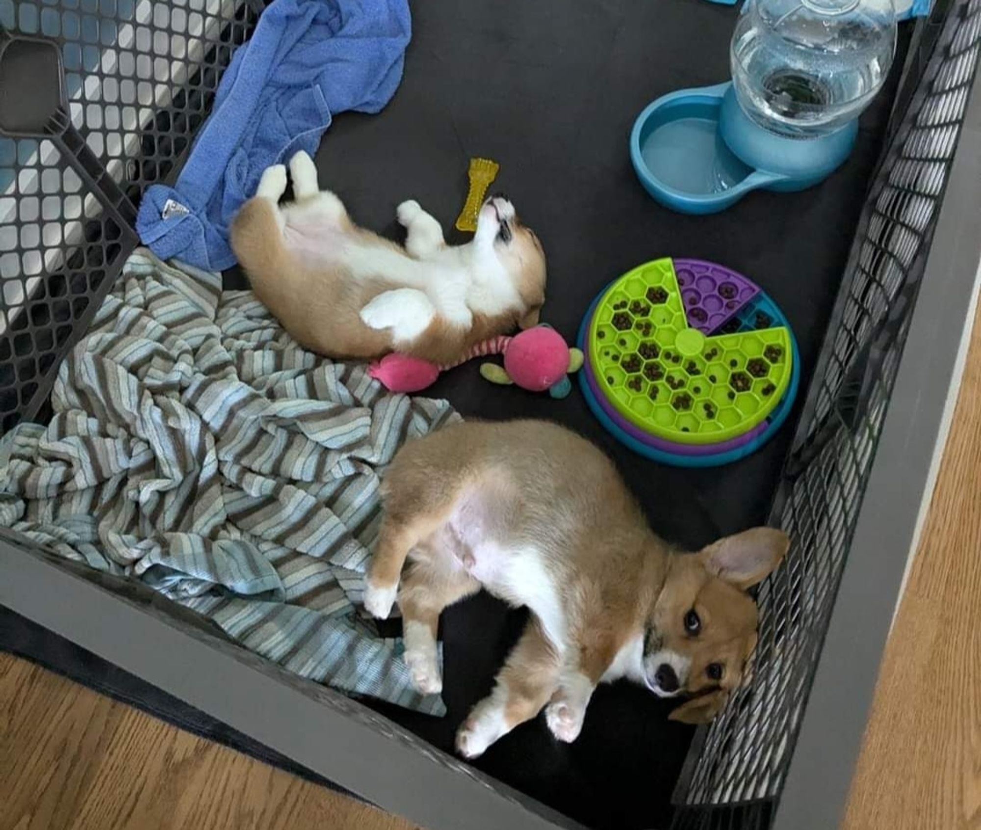 Two corgis in a play pen