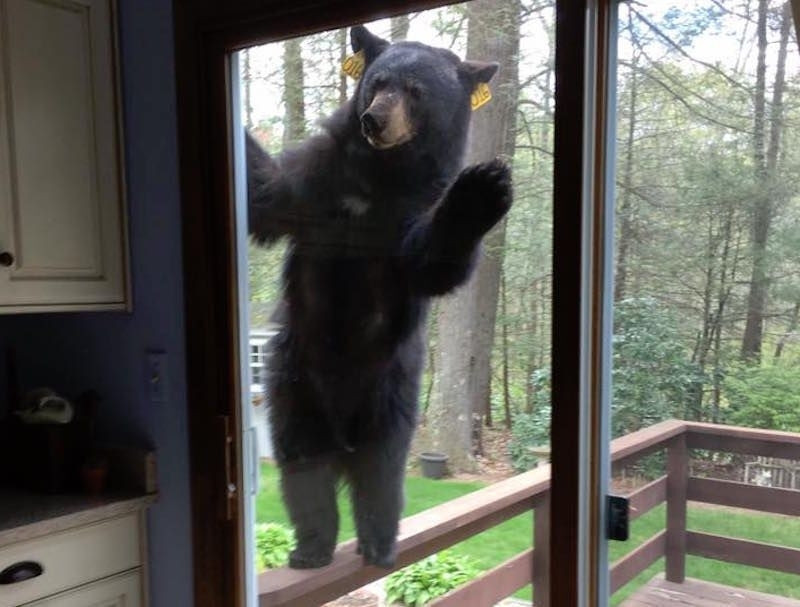 Bear looking in window