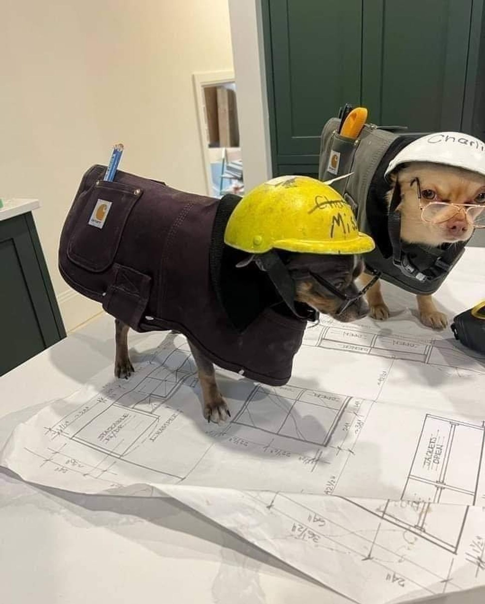 Two dogs wearing helmet and tool belt on a blueprint