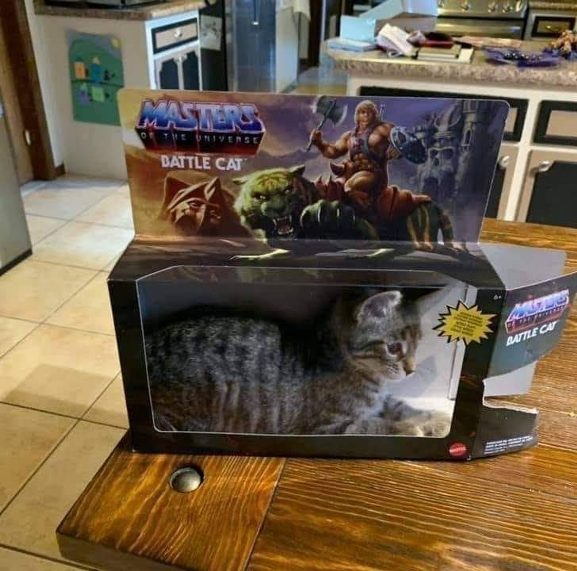 Real cat in a battle cat box 