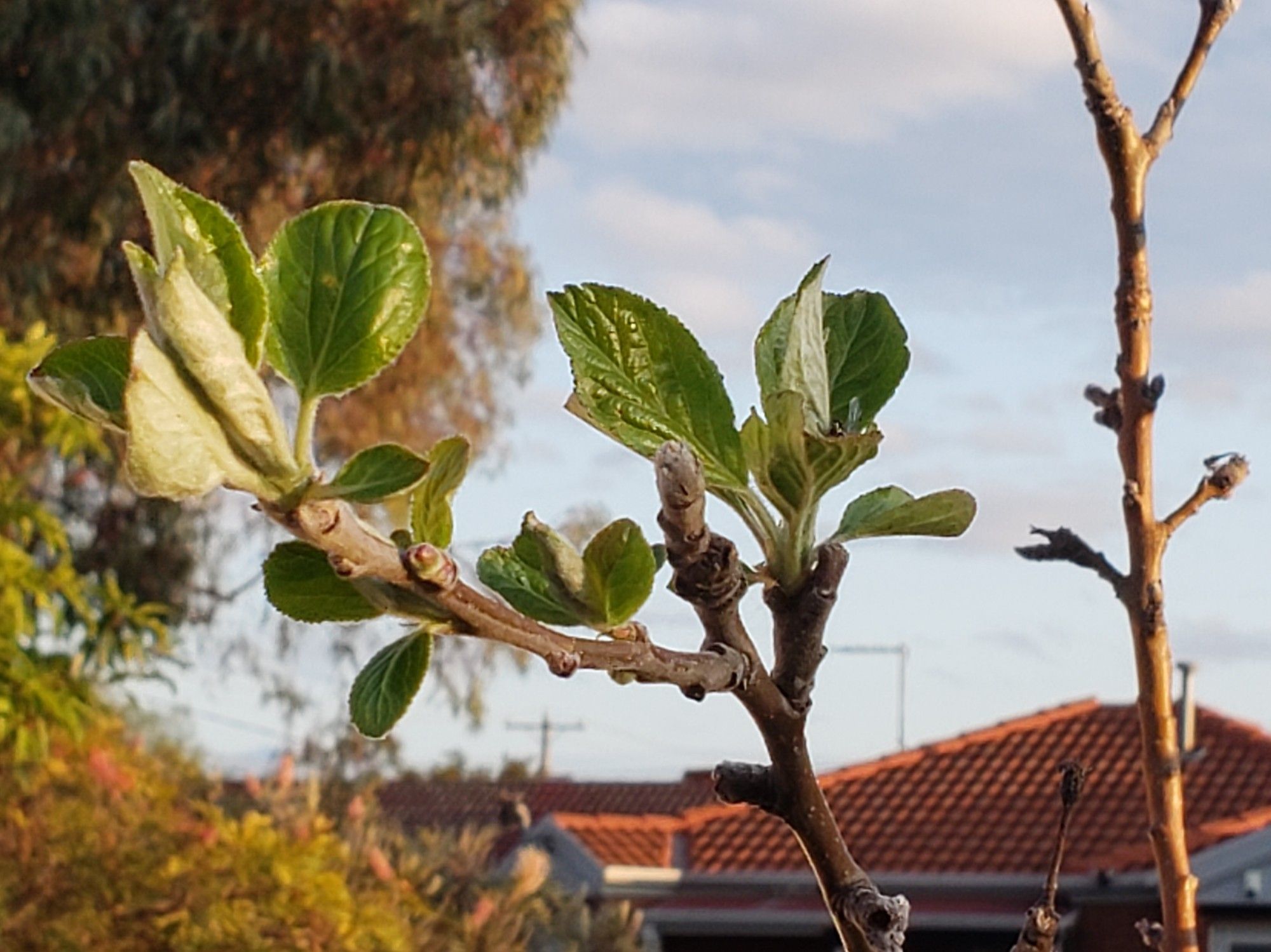 New leaves growing on the tips of an apple tree's branches.