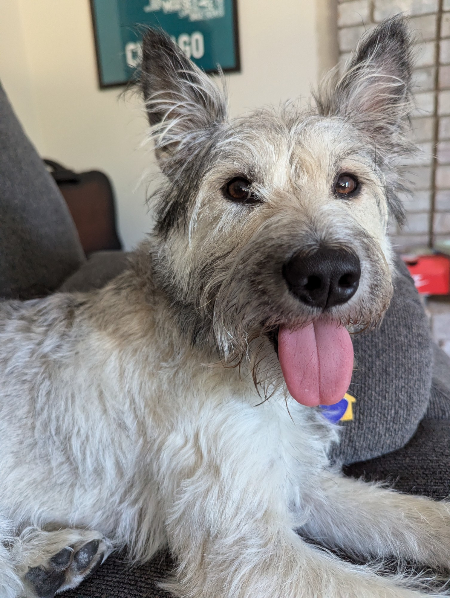 Grey dog with pointy ears has his tongue out while laying on a couch looking cute