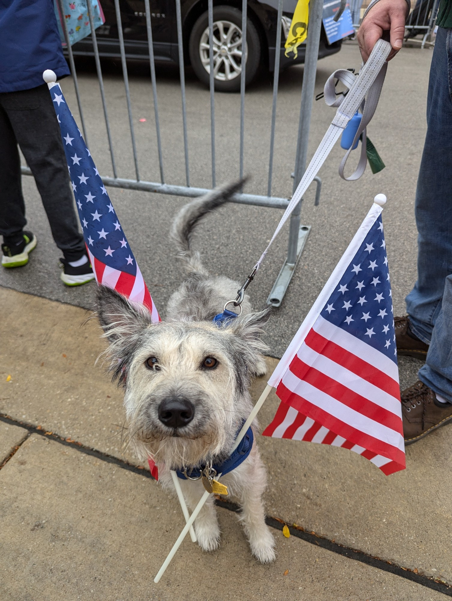 A cute dog with two American flags tucked into his harness, with a parade barrier in the background