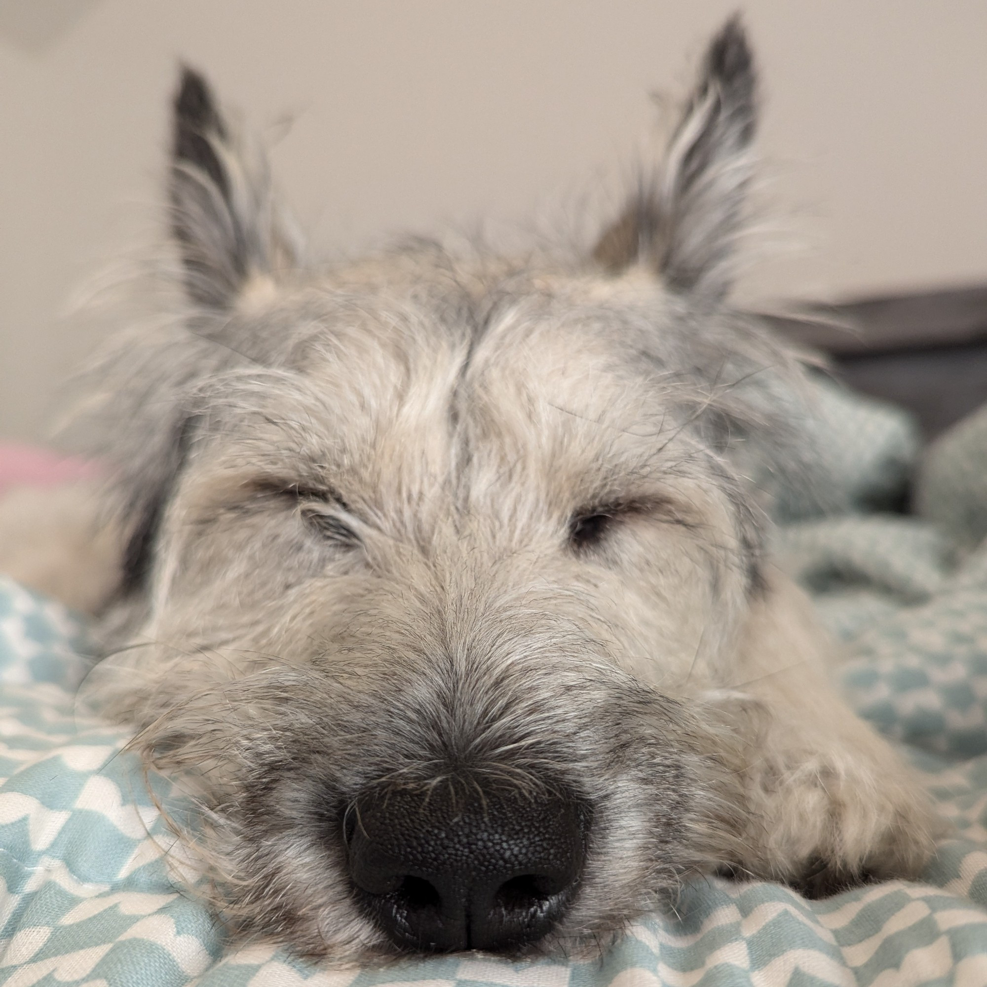 Close up of a grey dog's face as it sleeps on a teal and white blanket