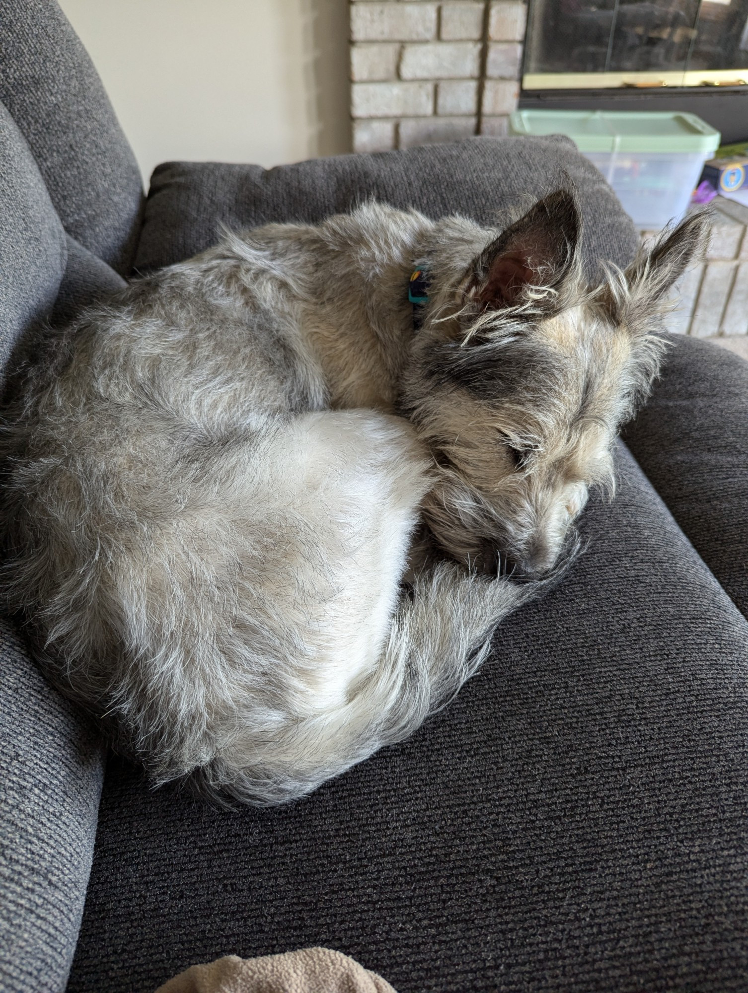 A very cute grey dog that kind of looks like a wolf is curled into a ball on a couch