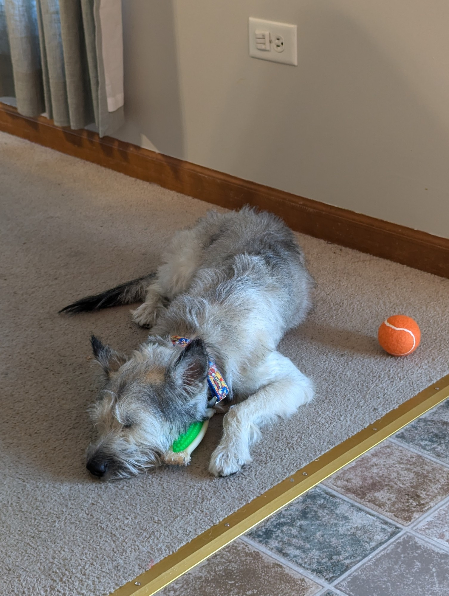 A cute grey dog that looks like an indoor wolf is sleeping on the floor with his chin on a bone shaped chew toy