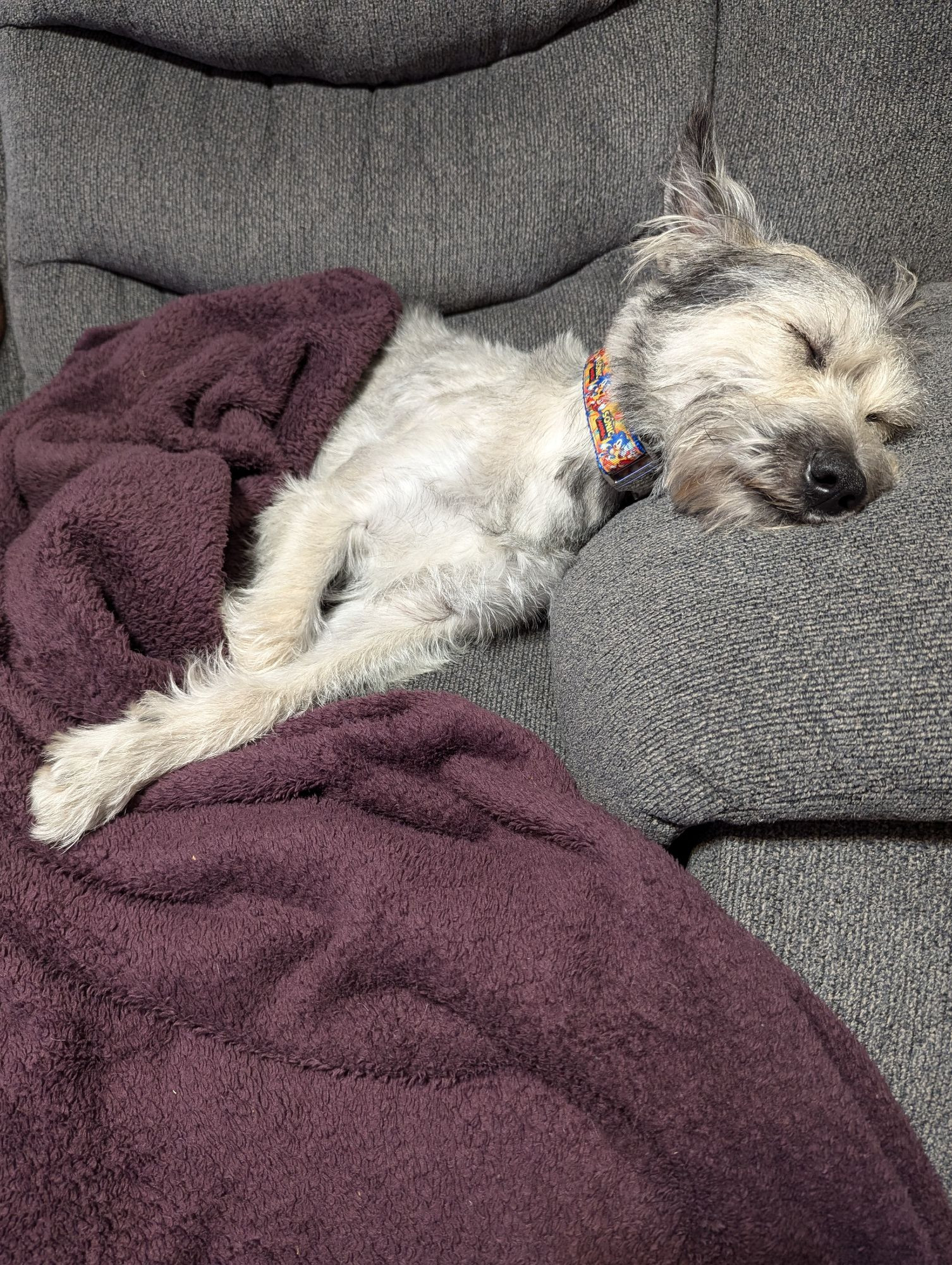 Sleeping dog on a couch tucked in with a purple blanket