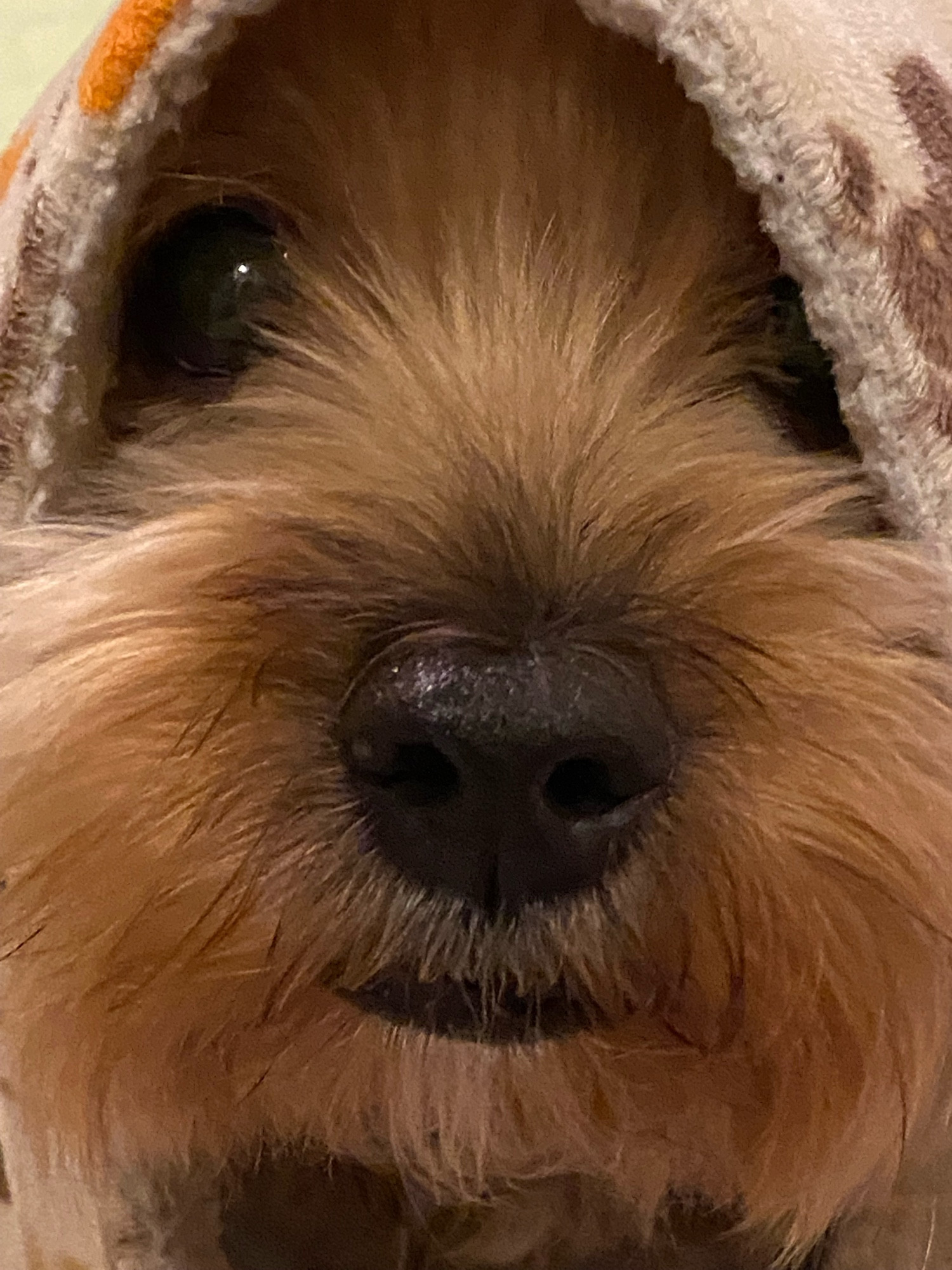 A yorkie peeking from under the blanket with its nose sticking out