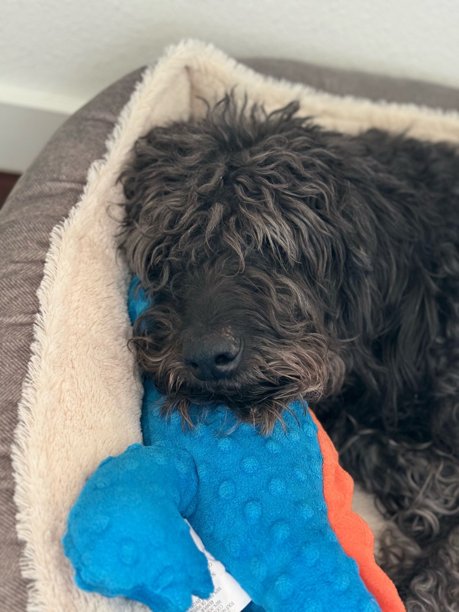 A picture of Susie Q layin’ on her bed. Her head is restin’ on her blue and orange crocodile toy