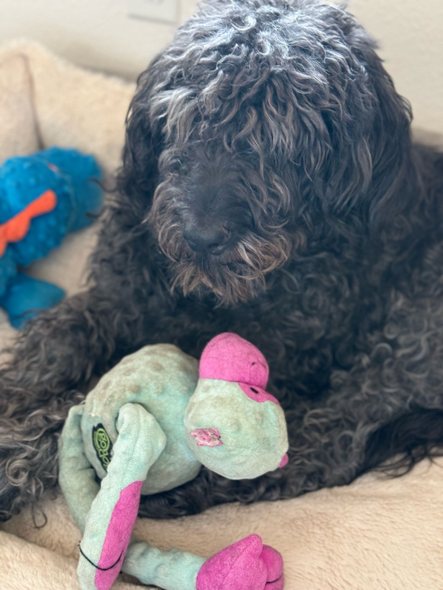 Picture of Susie Q layin’ in her bed with her gray and pink monkey toy to her side.