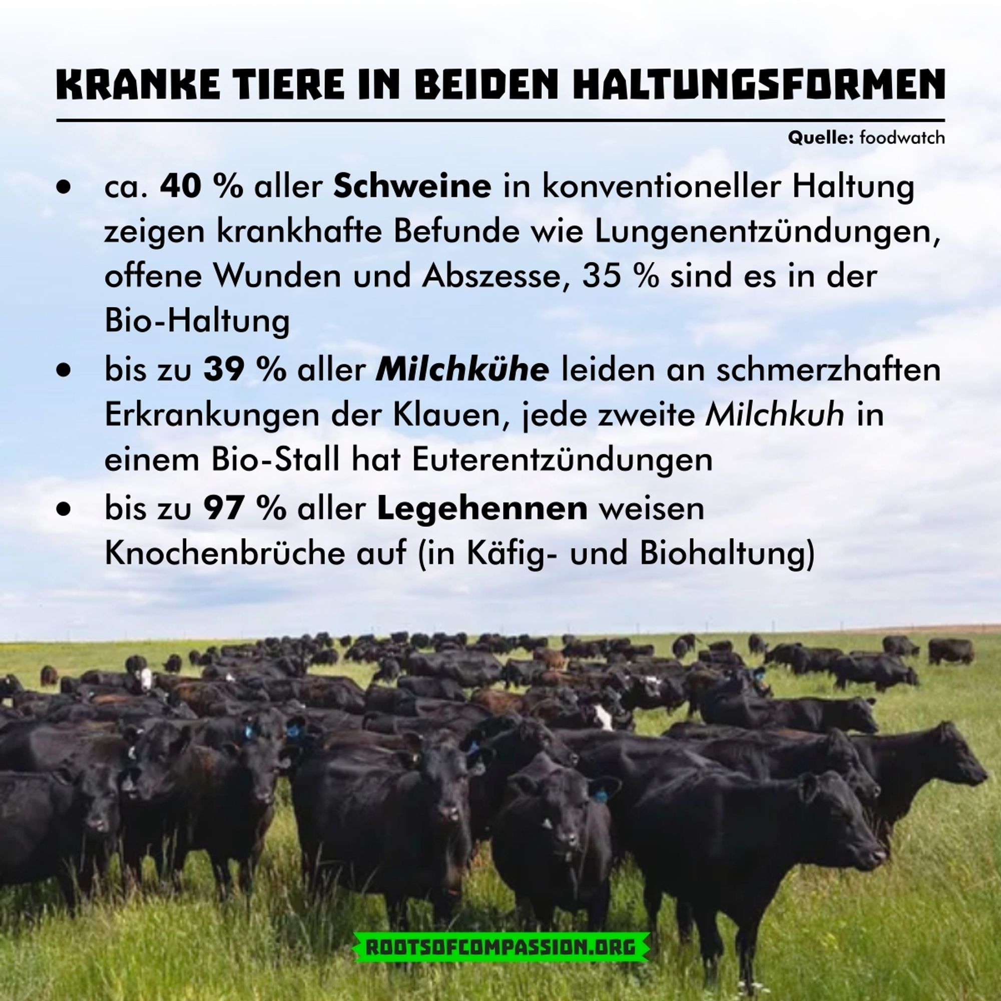 Konventioneller Haltung versus Bio Haltung:

Auch in der Biohaltung haben 35% aller Schweine krankhafte Befunde wie Lungenentzündungen, offene Wunden und Abszesse

In der Biohaltung haben bis zu 39% aller Milchkühe schmerzhafte Erkrankungen der Klauen, jede zweite Milchkuh hat Euterentzündungen

In konventioneller und Biohaltung haben bis zu 97% aller Legehennen Knochenbrüche