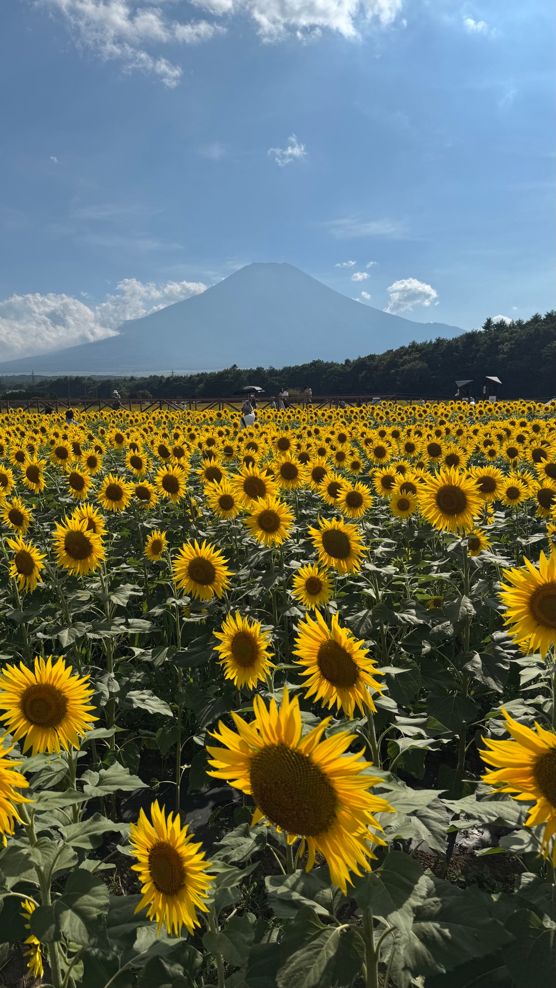 Sunflowers in bloom haunting Mt. Fuji.