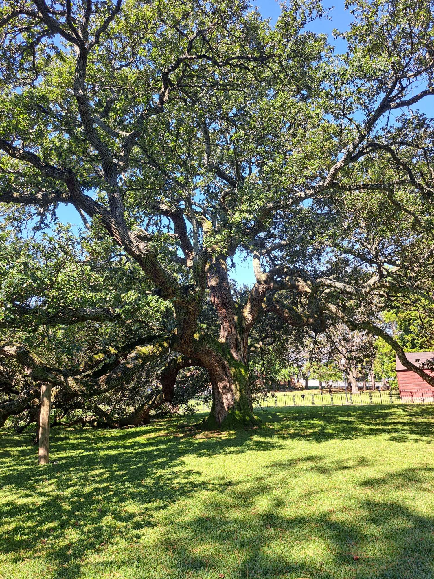 On a sunny day, this large oak tree is shown in full green leaf, with sprawling thick branches including some that trail along the ground.