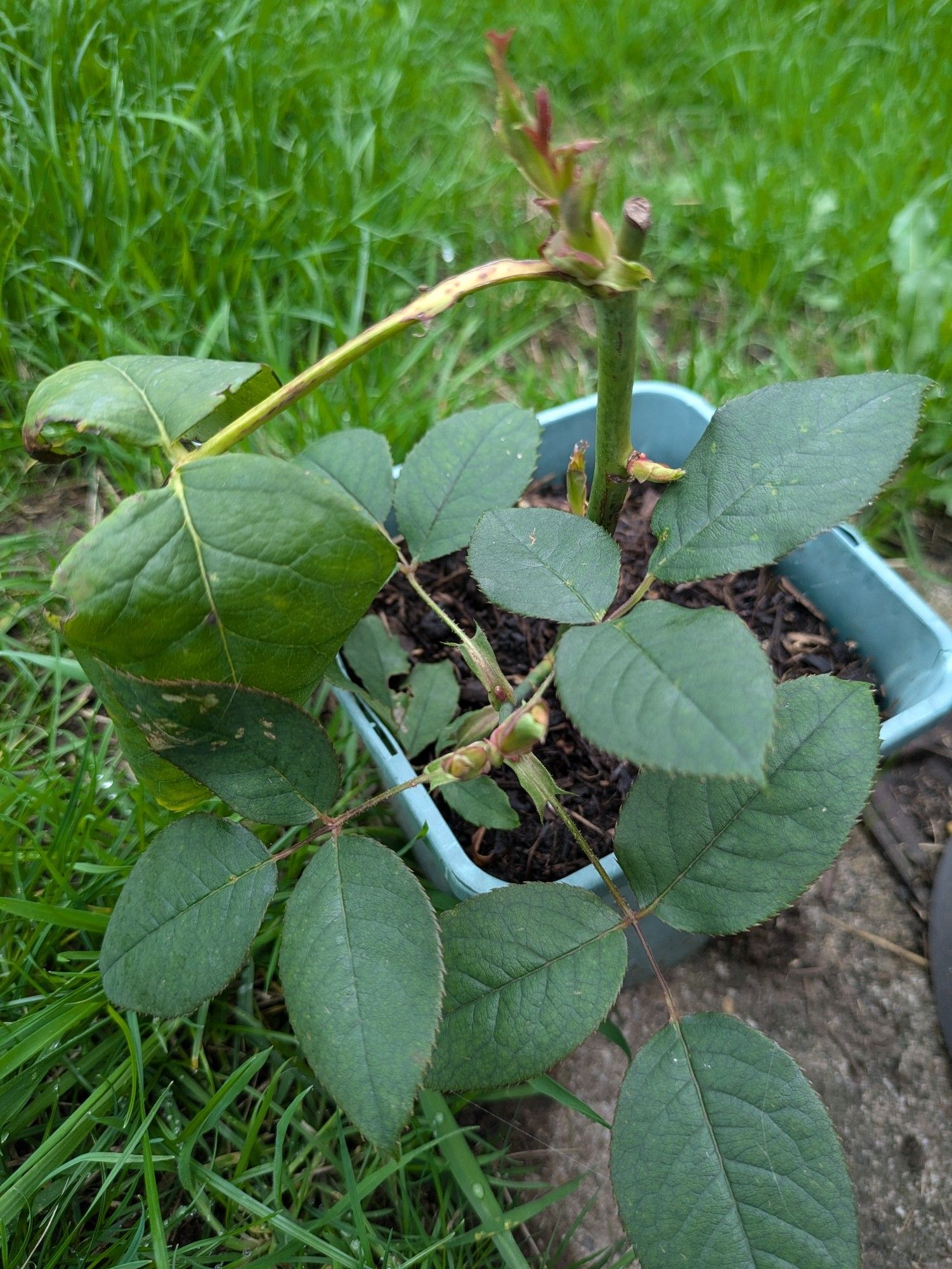 Small rose cutting with fresh buds