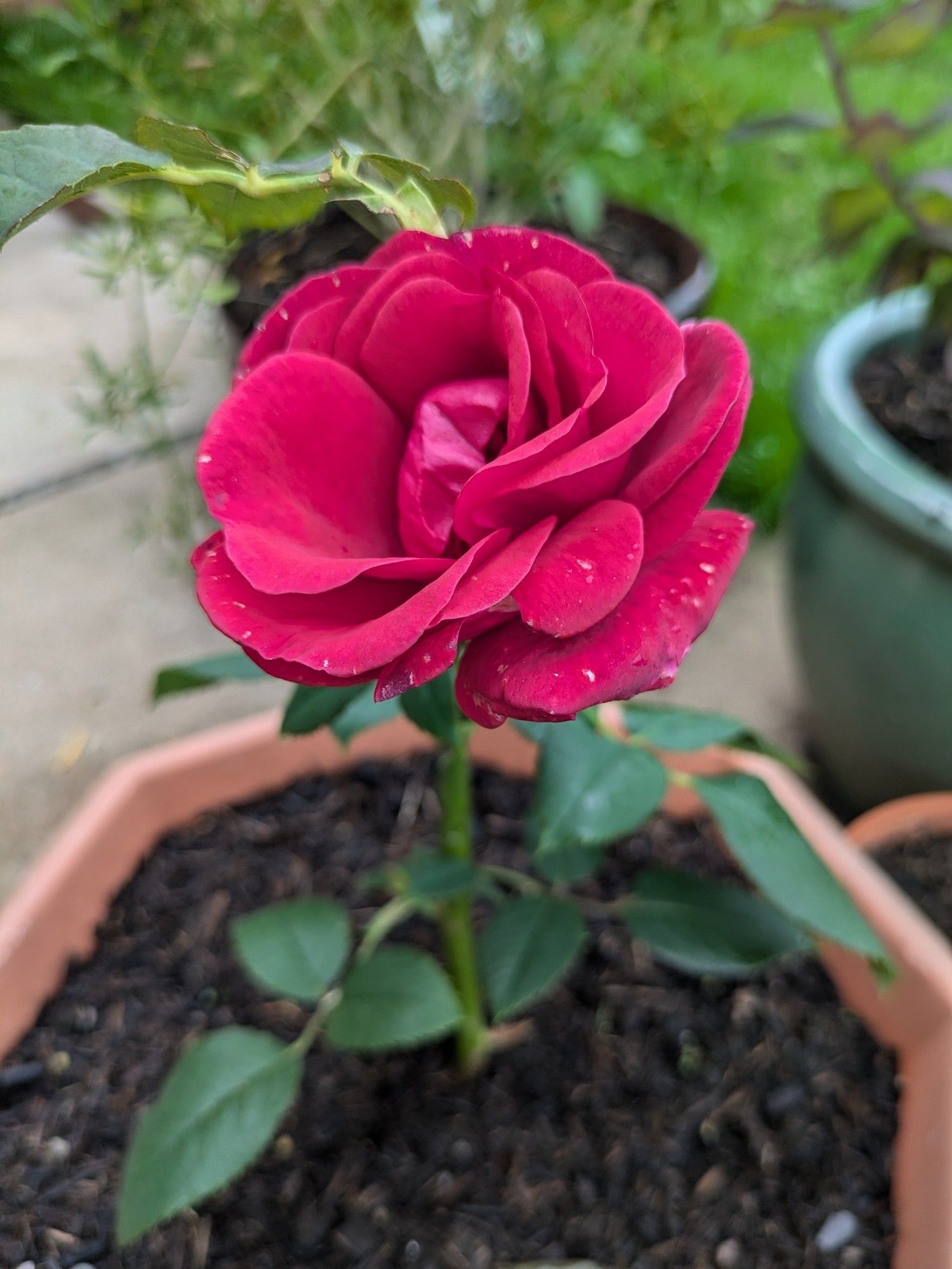 Small red rose in terracotta flower pot