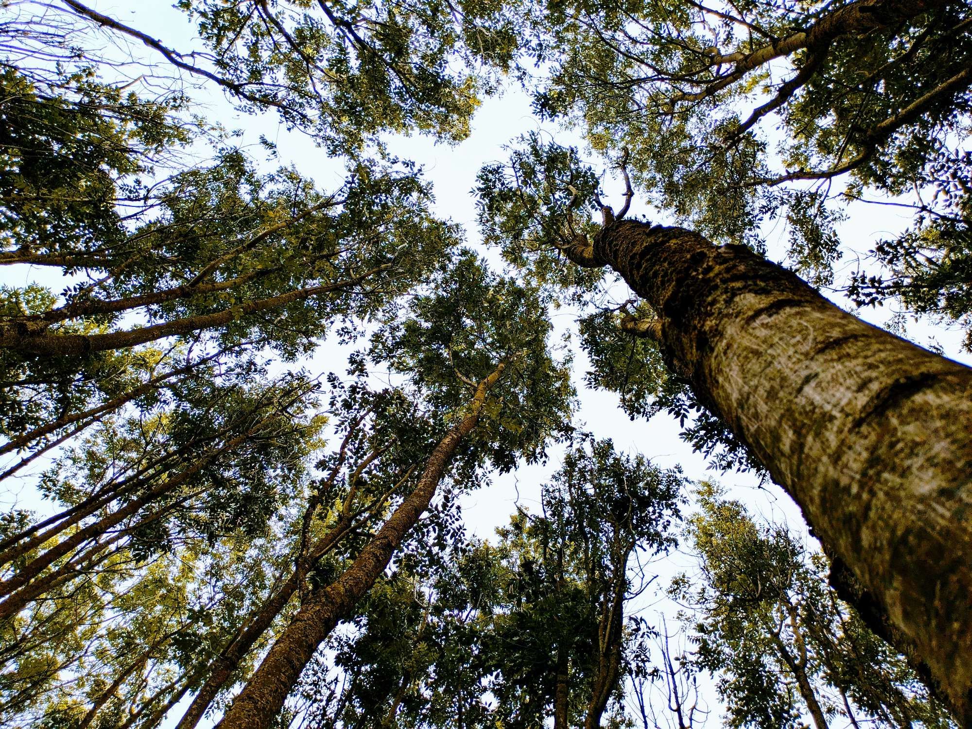 View of tree canopy from ground