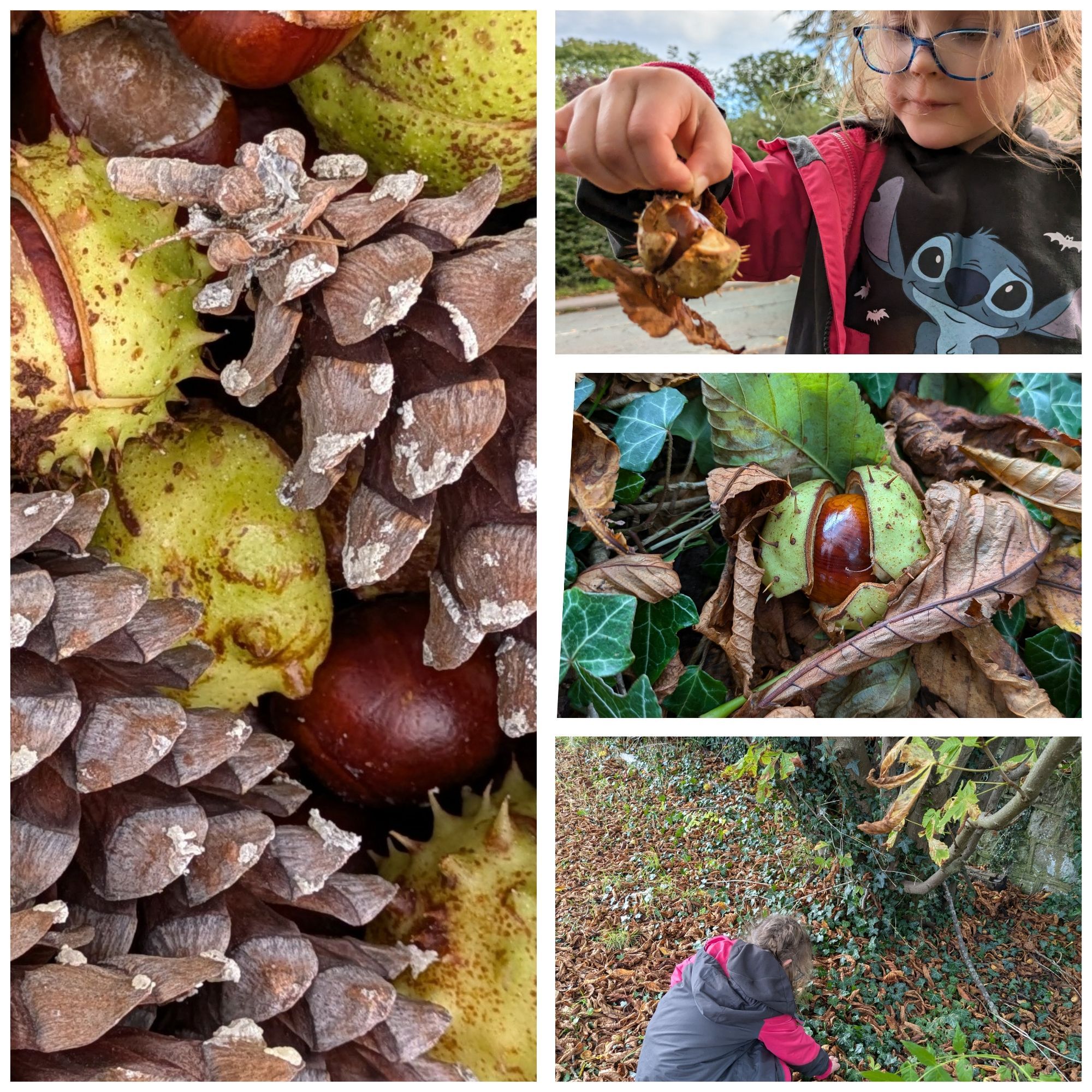 Four images of conker and pine cone close ups with small child collecting and looking at them.