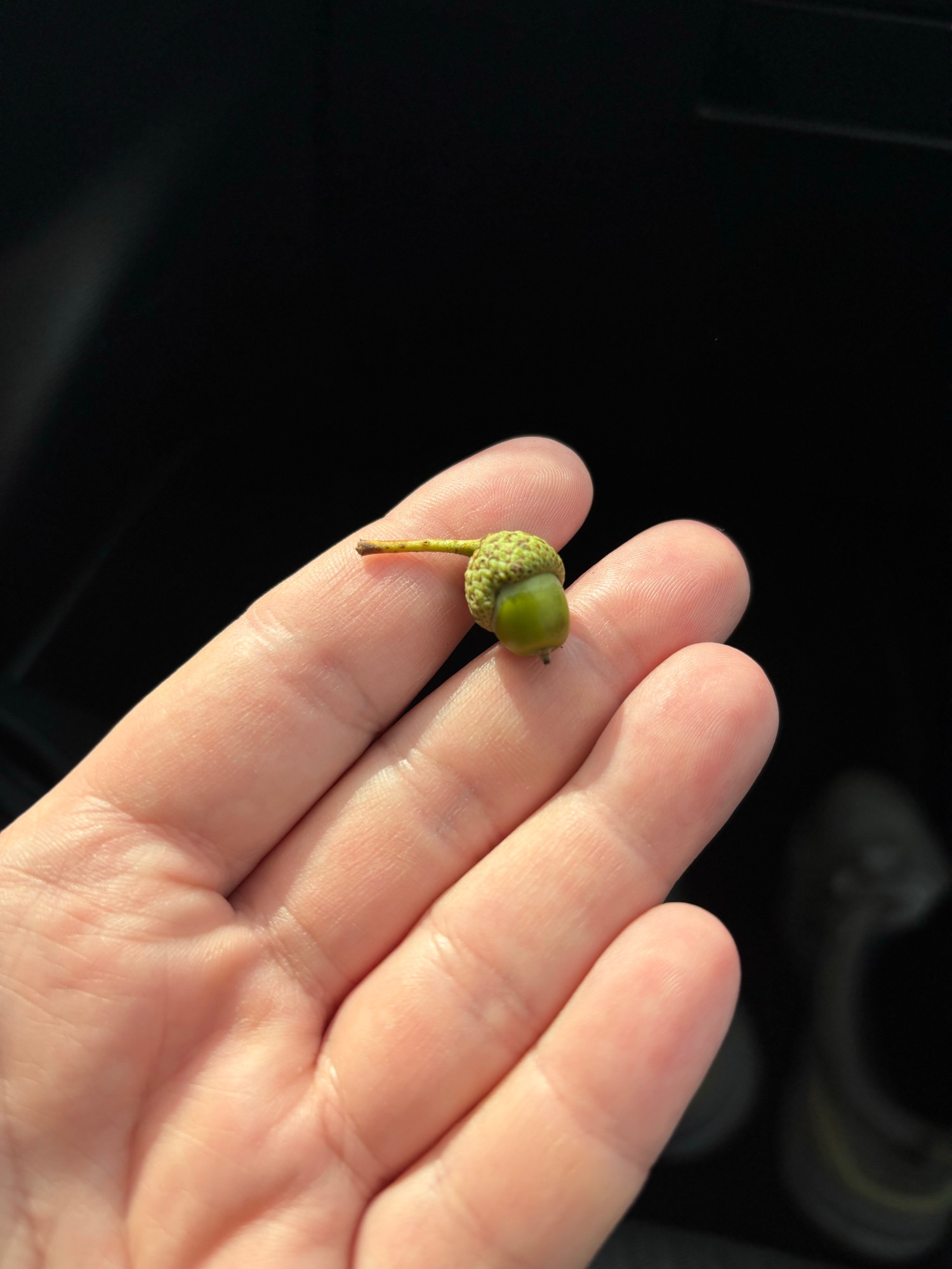 photo of a teeny tiny green acorn on my palm