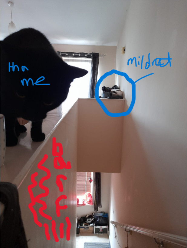 a tri-colour cat sleeps in the corner on a pile of stuff.  A black cat stands on the ledge where the tri-colour cat once barfed down the wall, shown in red squiggles and the word barf.