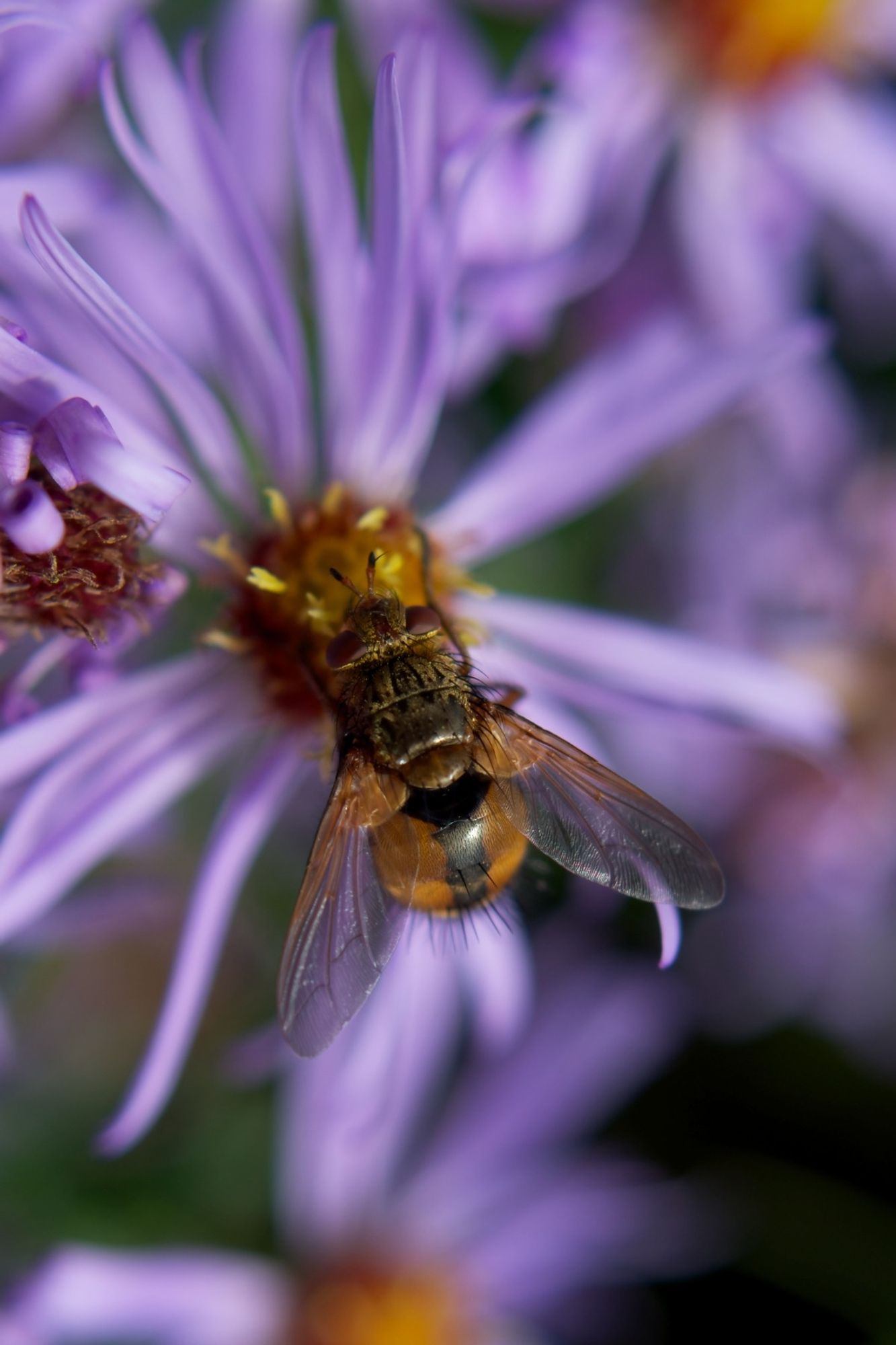 Une mouche moche sur une aster superbe. An ugly fly on a beautiful aster.