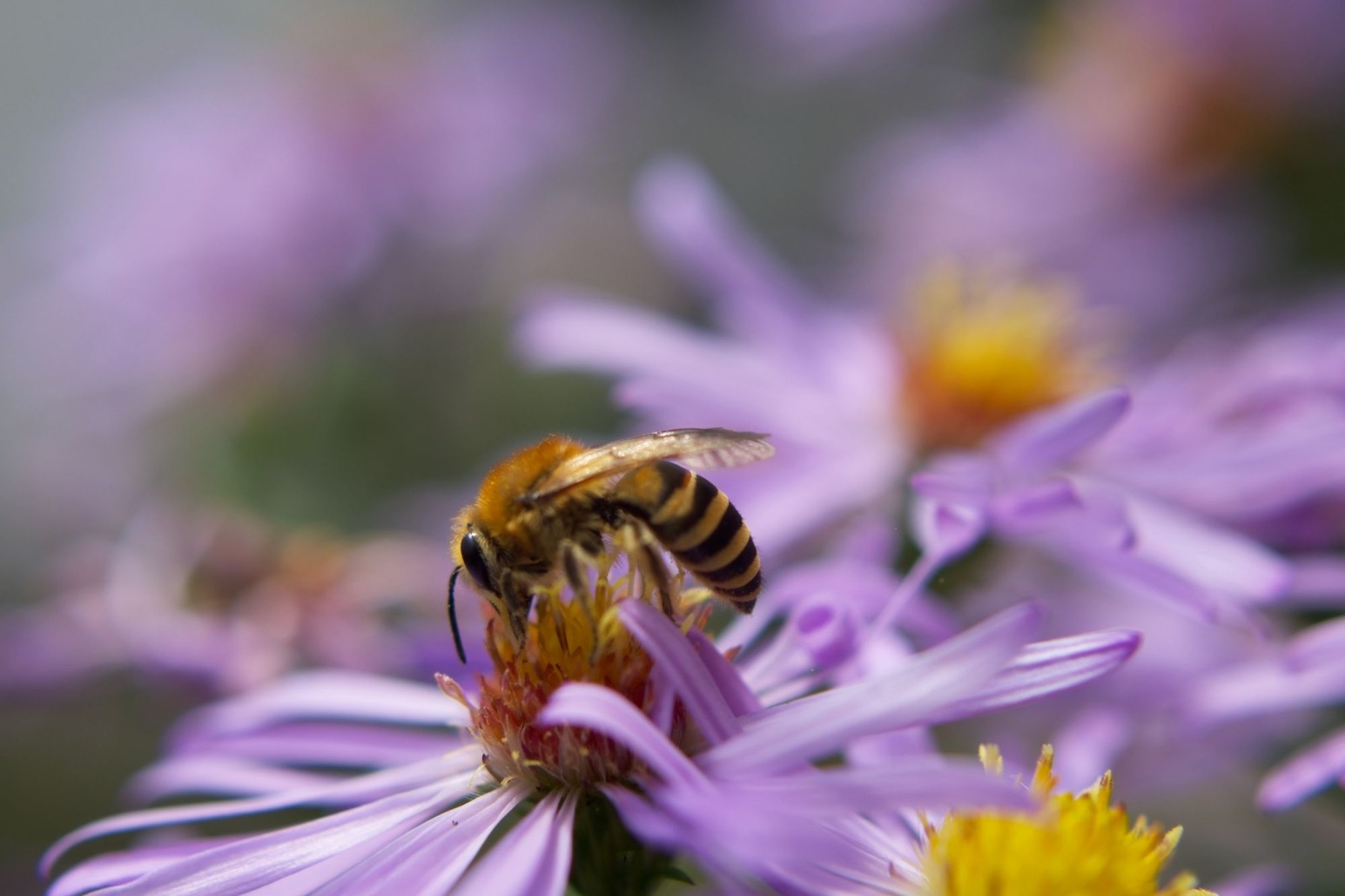 Abeille butinant une aster mauve. Bee foraging on a purple aster.