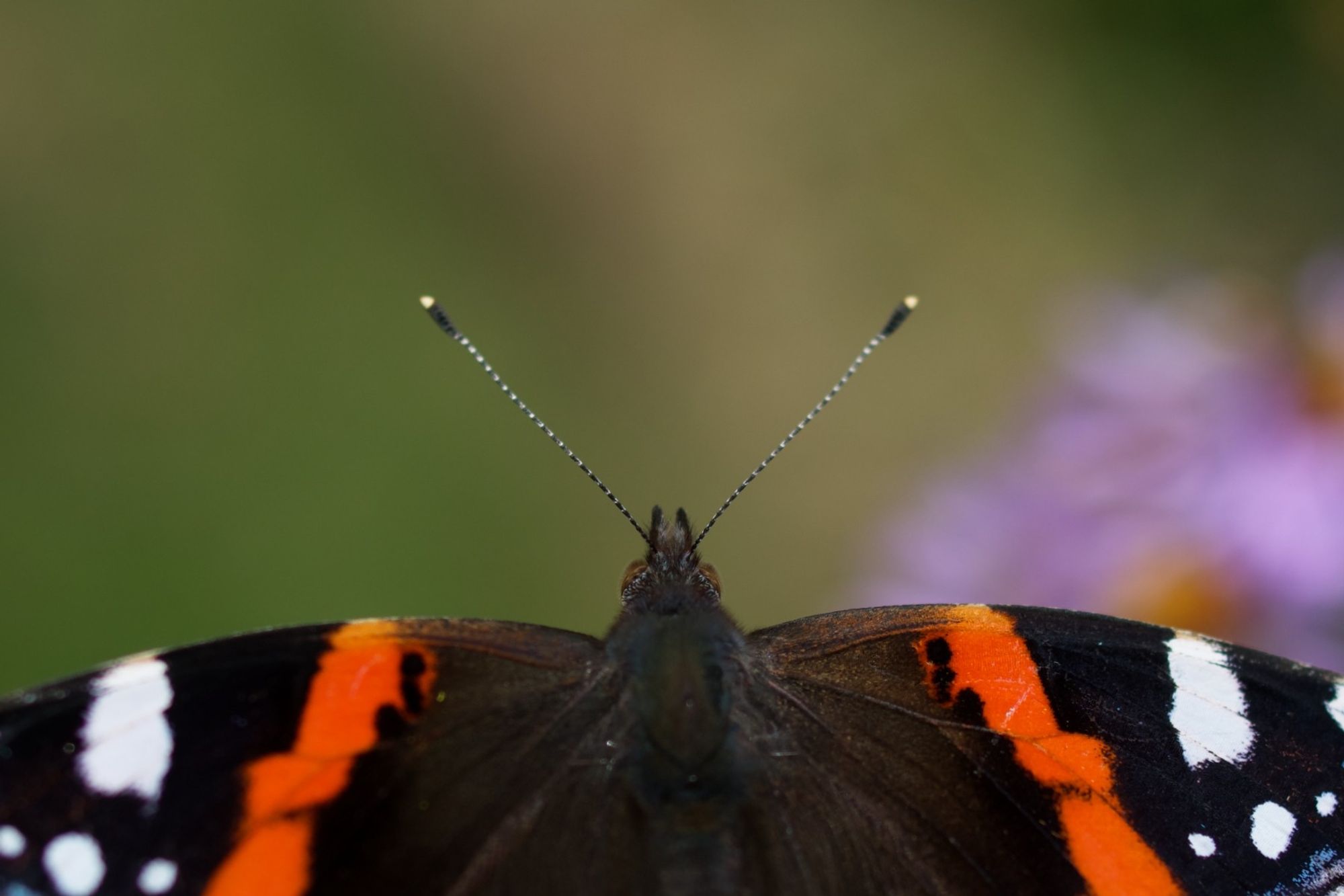 Tête de papillon et ailes colorées. Butterfly head and coloured wings.