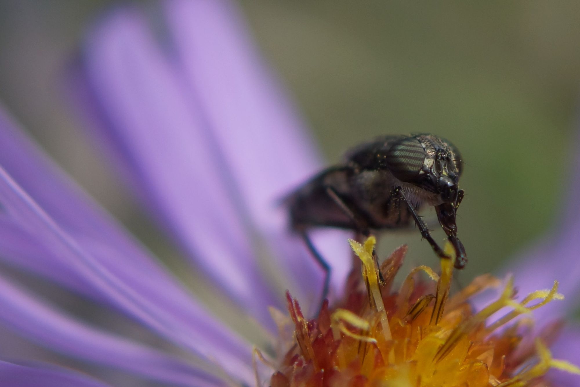 Mouche noire dans une aster. Black fly in an aster.