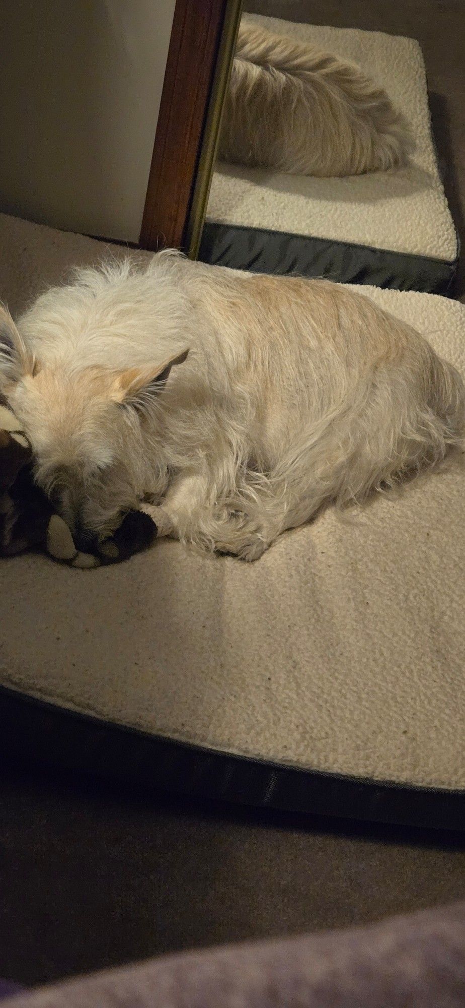 A photo of a shaggy haired white terrier curled up on a dog bed with a blanket beneath his head