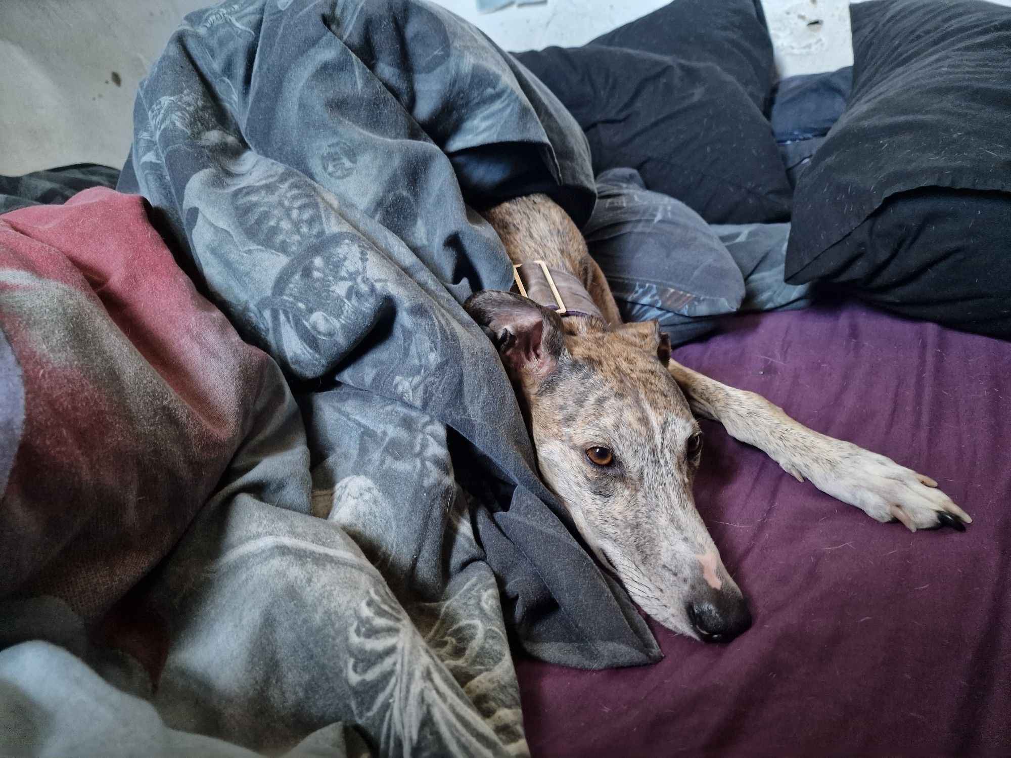 A brindle lurcher lurks under a pile of duvets, smugly refusing to move