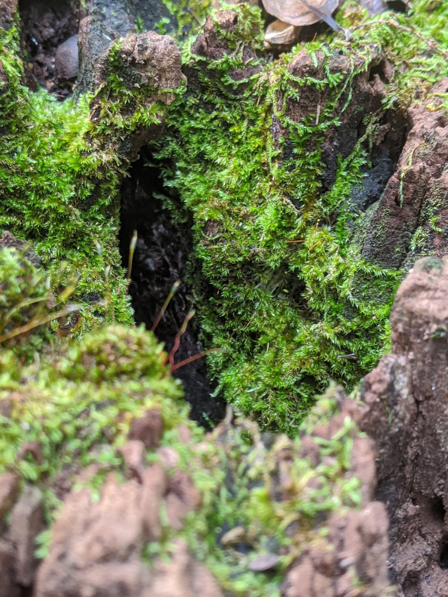 A moss covered wood crevice