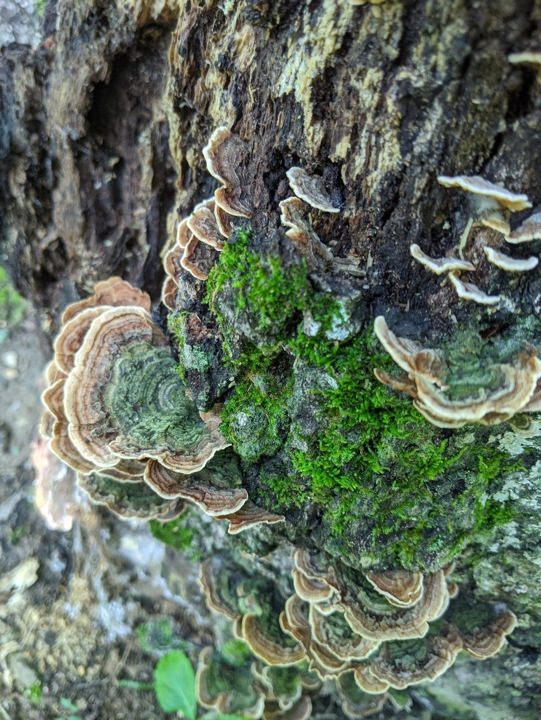 Tan and brown fungi growing out of the side of an upright log. Standing out like balconies as vibrant dark green moss grows in between them.