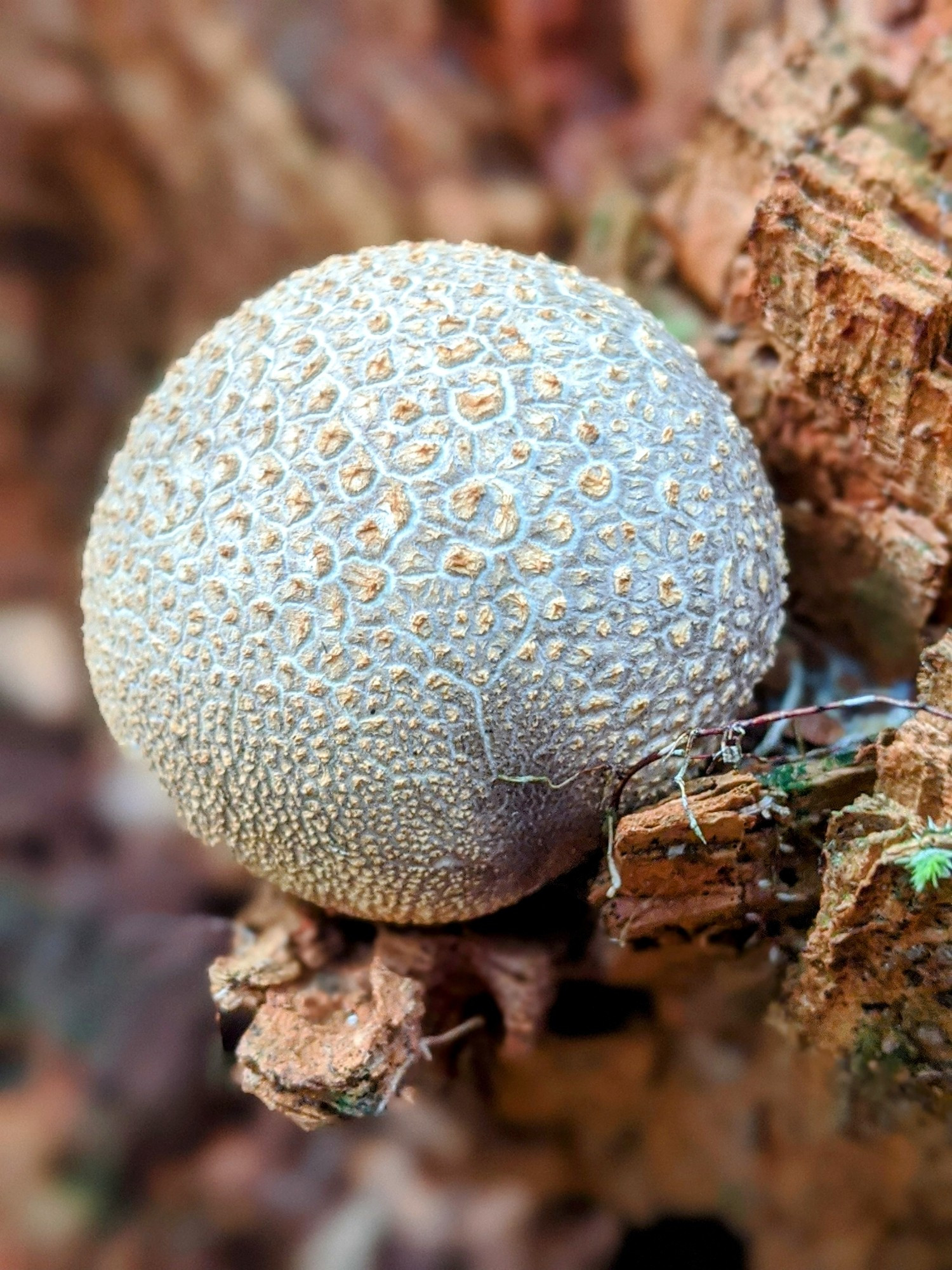 A very round fungus on a some cracked dried wood.