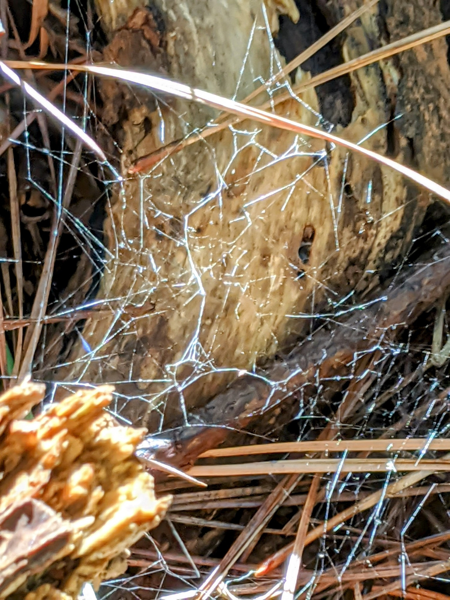 I spider web sits over and within a wooden crevice. It glows iridescent and in sunlight.