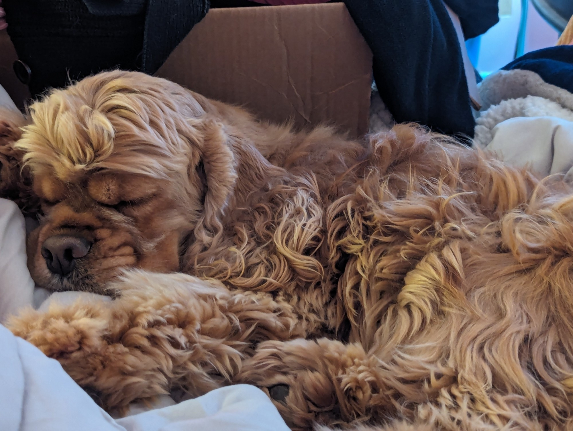 A very beautiful buff colored American cocker spaniel sleeping cozy in her owner's bed