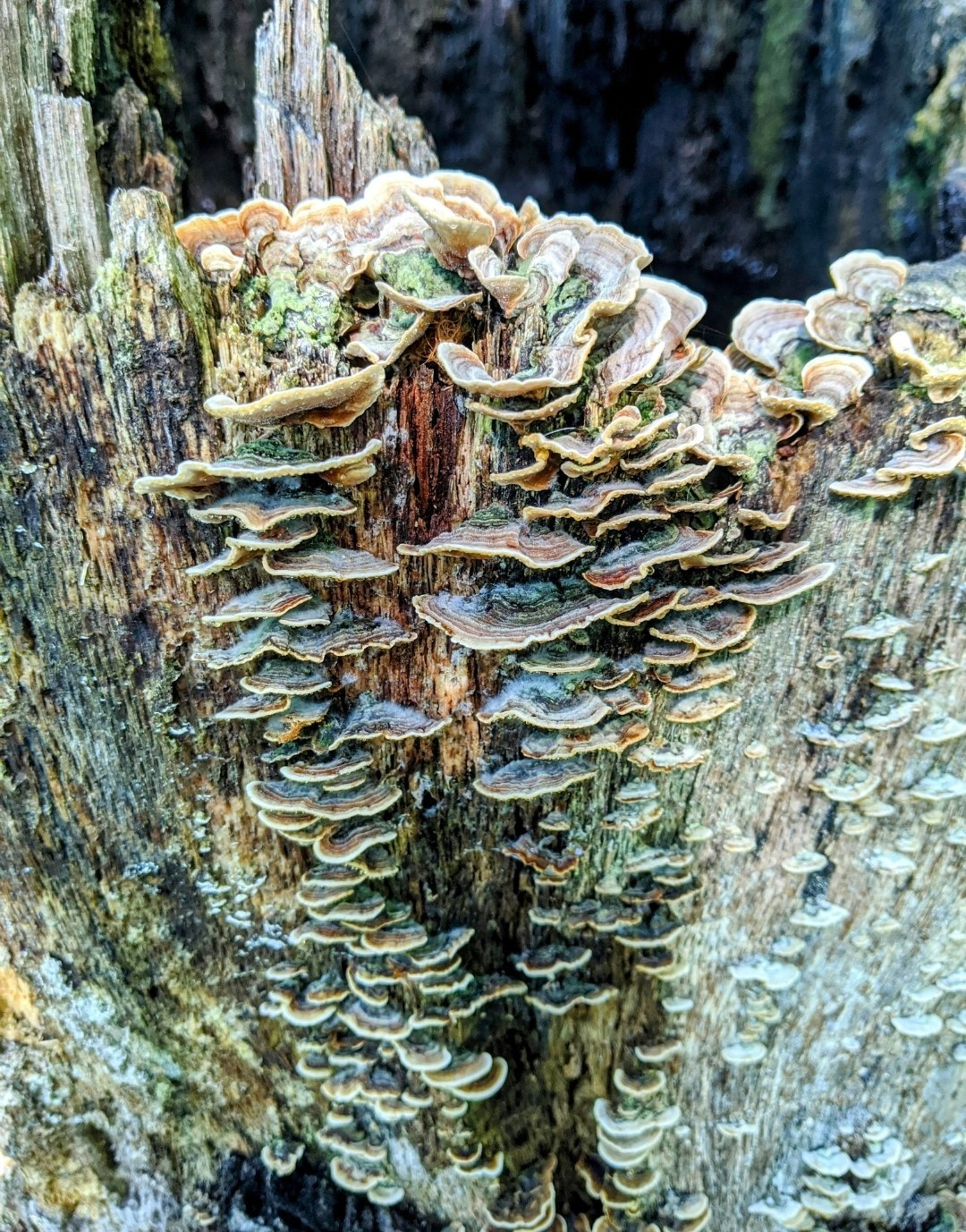 An old rodding tree stump, flat fungi and moss grow ladder like up it in two rows while others are scattered about on the aged wood.