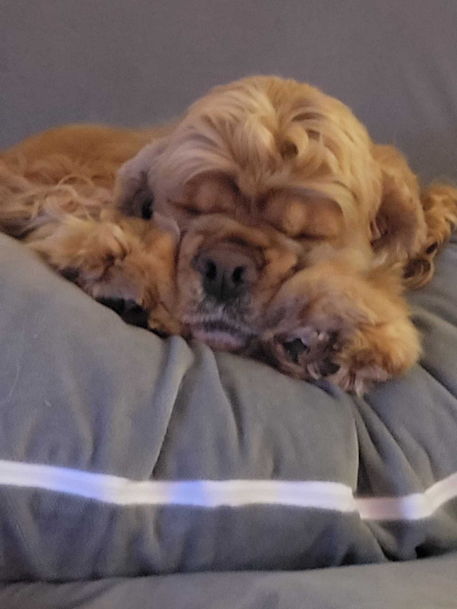 Fanny a buff colored american cocker spinal sleeping with her paws on either side of her face making her wrinkles smoosh