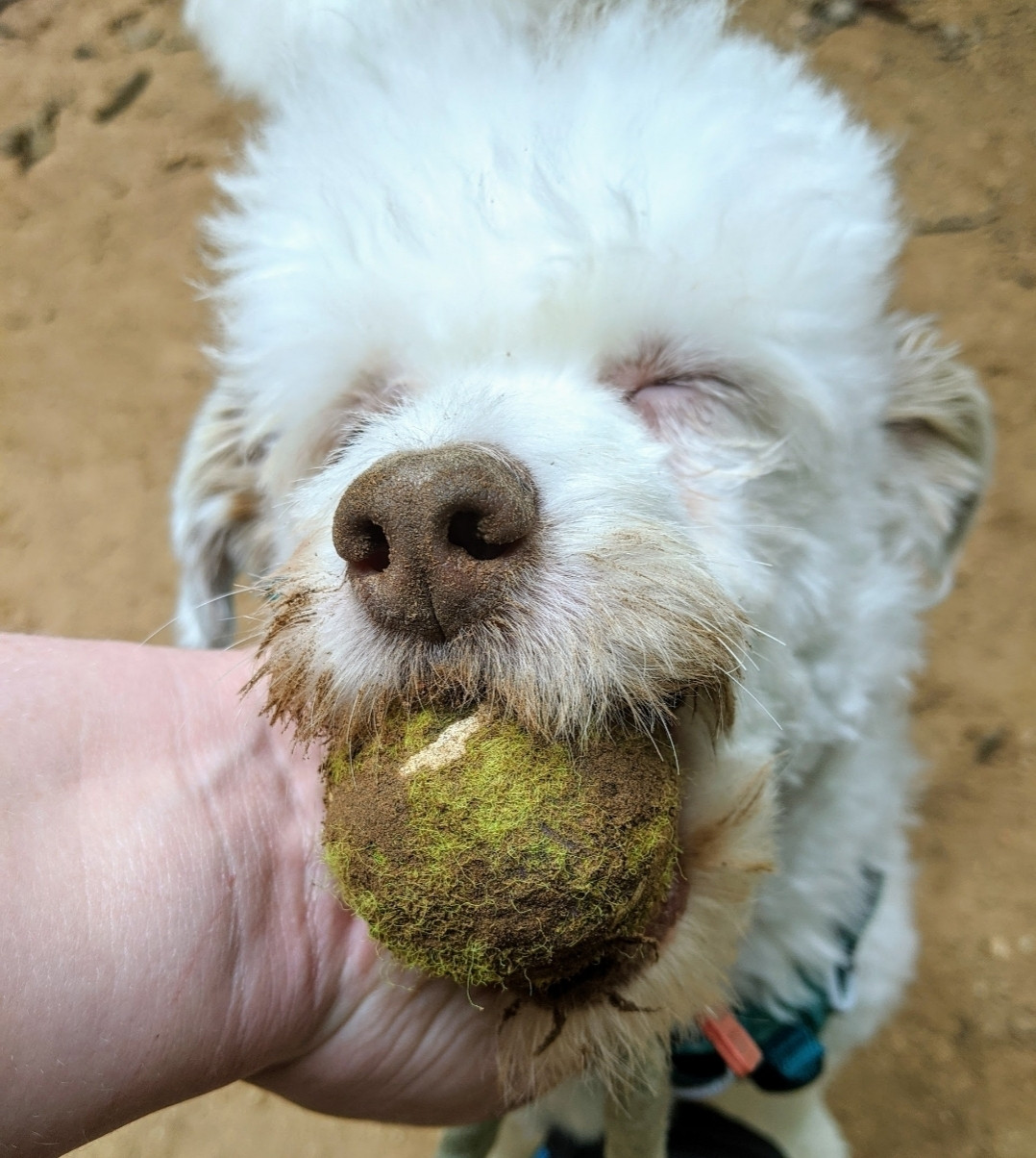 A white poodle mix dog that looks like he smiling The dog has a dirty face and a dirt covered tennis ball in his mouth. A hand is giving him scratches under his chin.