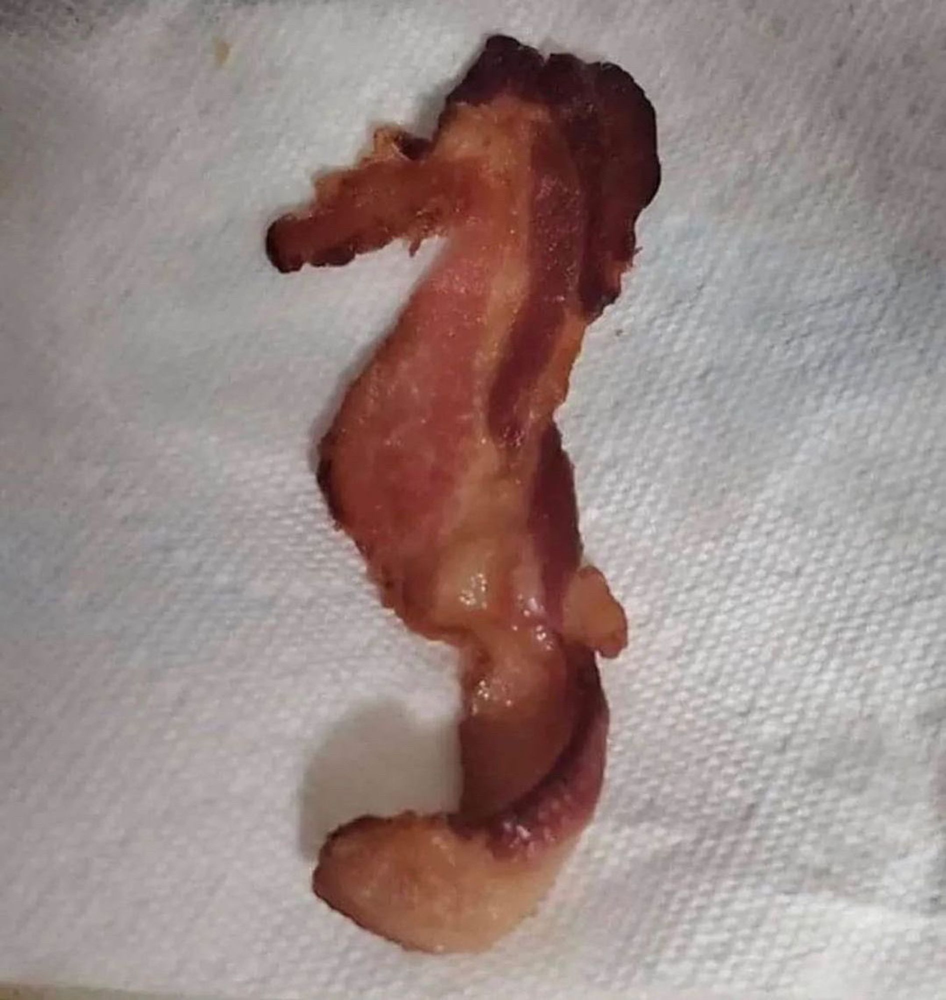 piece of bacon shaped like a cunty seahorse