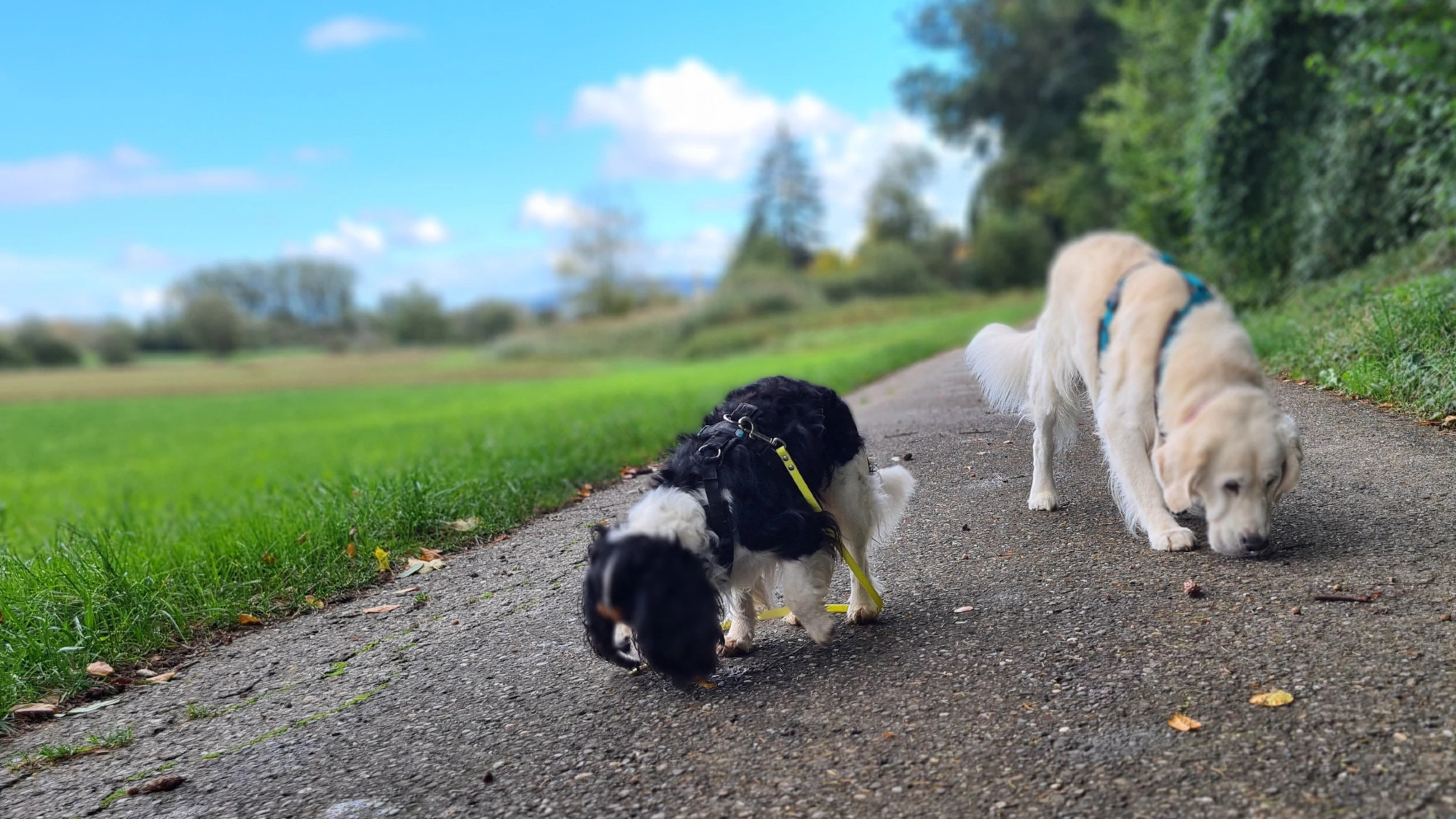 zwei Hunde, Gismo, tricolor Cavalier King Charles, Richie weißer Golden Retriever mit den Nasen am Boden Futterstücke suchend