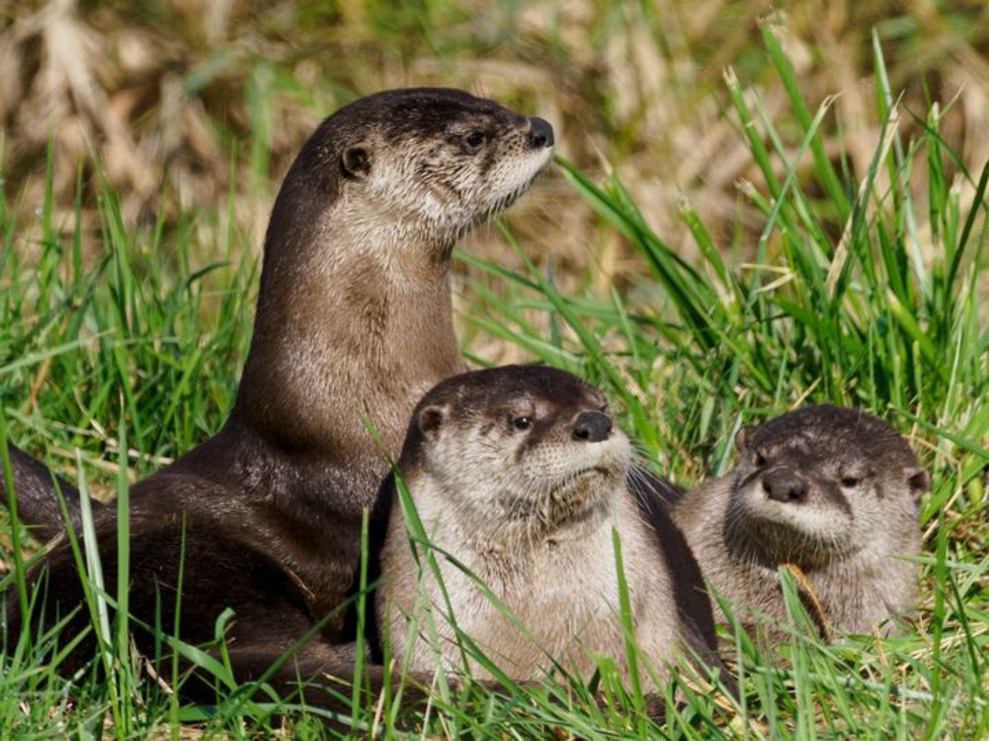 3 otters with the center otter looking at the camera