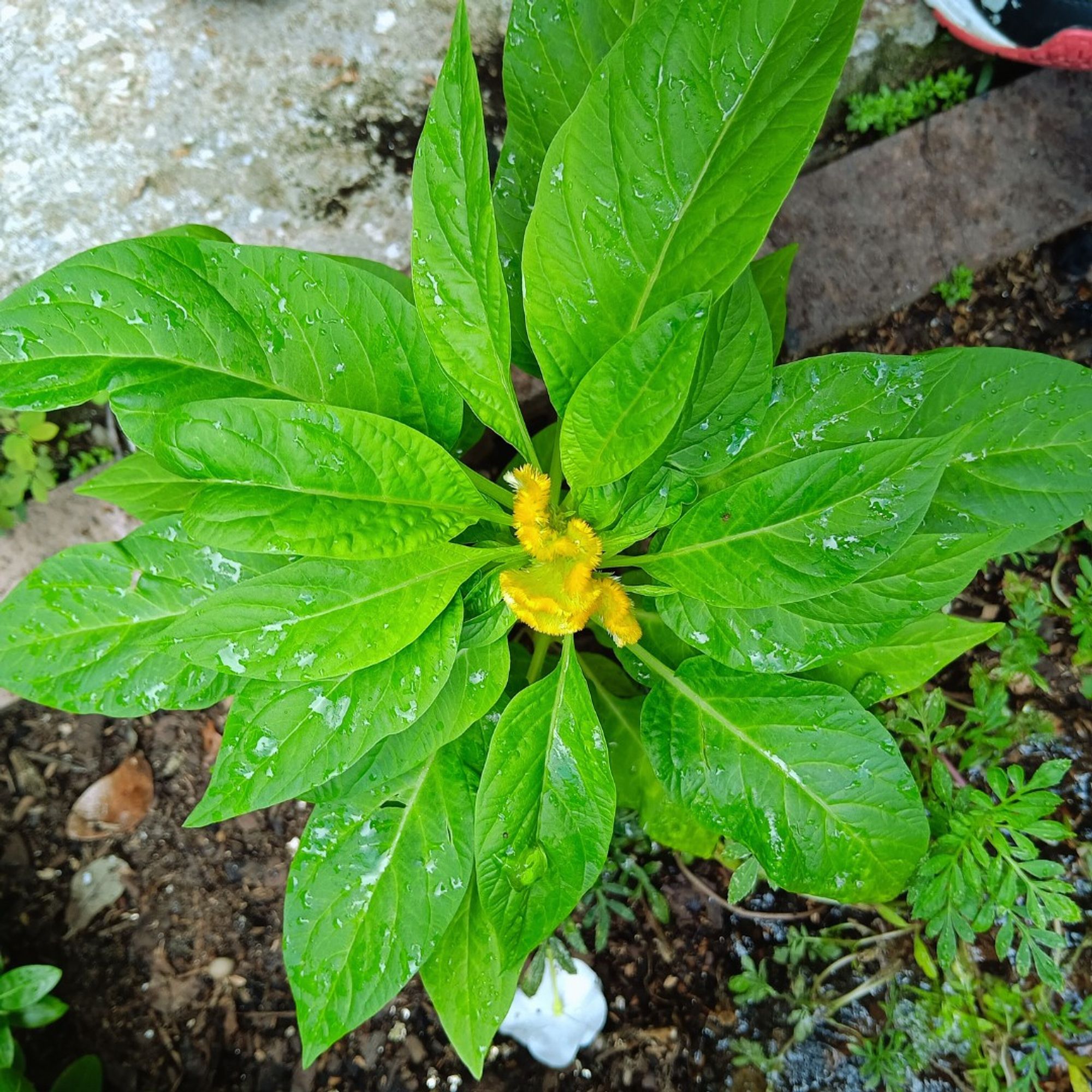 Plant with huge green leaves and a fuzzy yellow center.