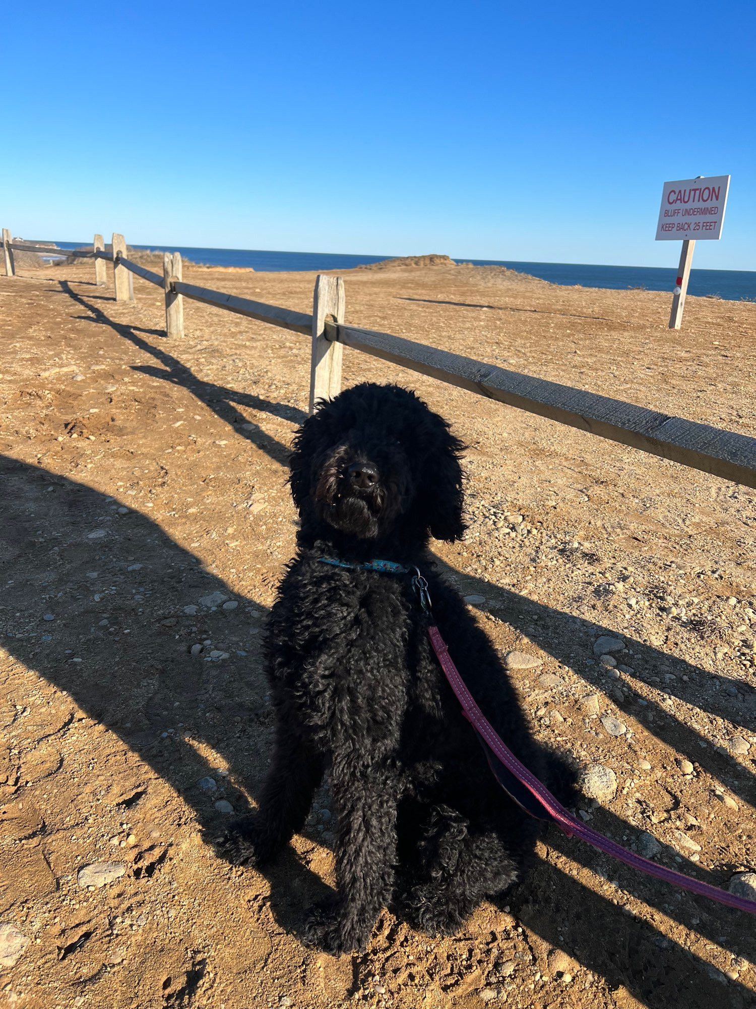 Poodle on a hike