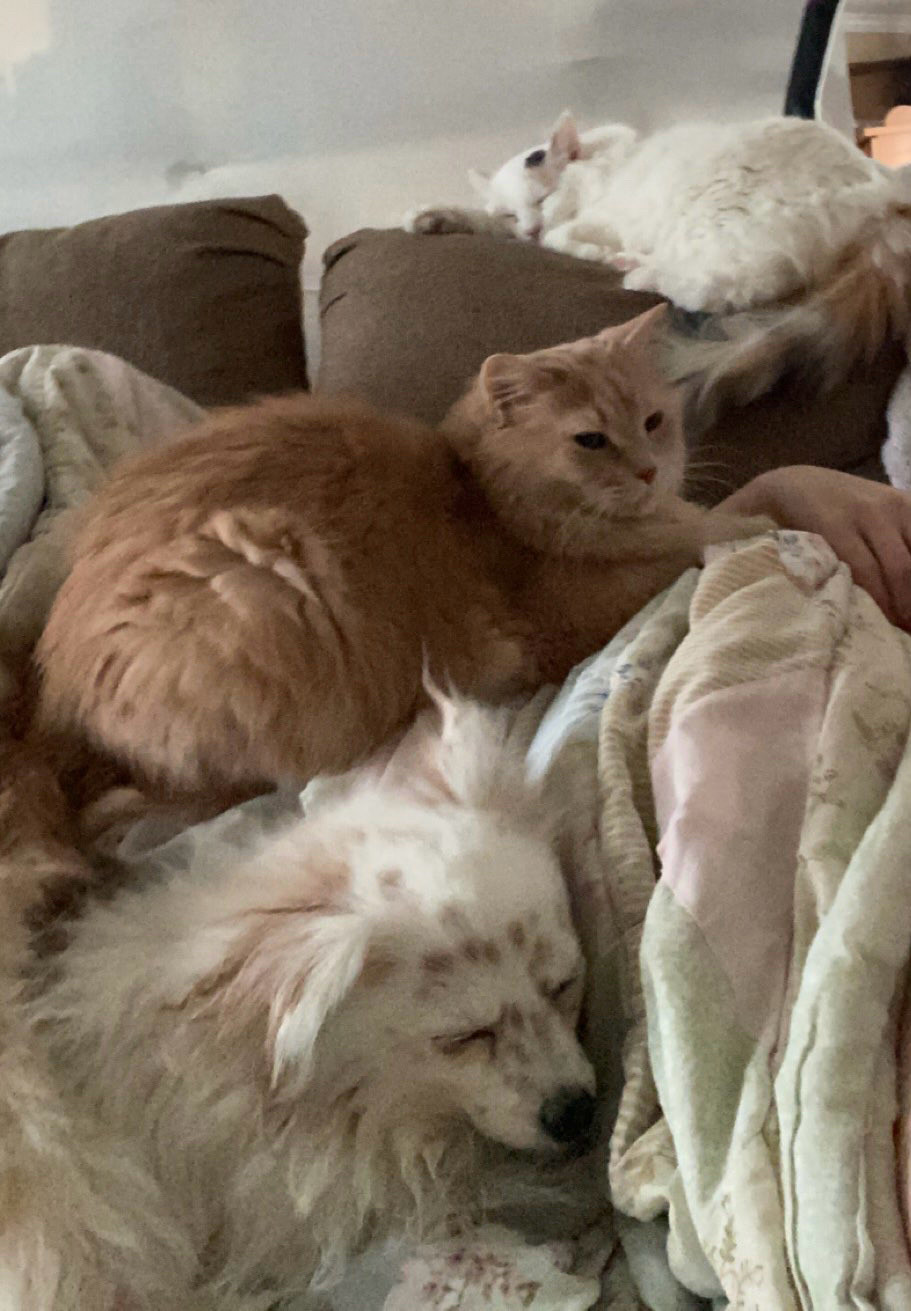 Remy, Beretta and mochi all lying on top of my blanket (and consequently ME) when I was home alone for a bit. Beretta lays on top of the couch back, Remington is pressed against the back of the couch and mochi is probably going to roll off the couch. 