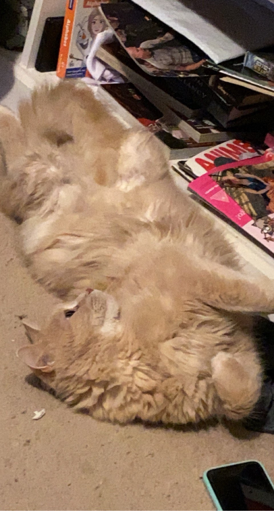 Remington showing his tummy off while on the floor next to a messy bookshelf. Both of my cats enjoy tummy rubs. ☺️