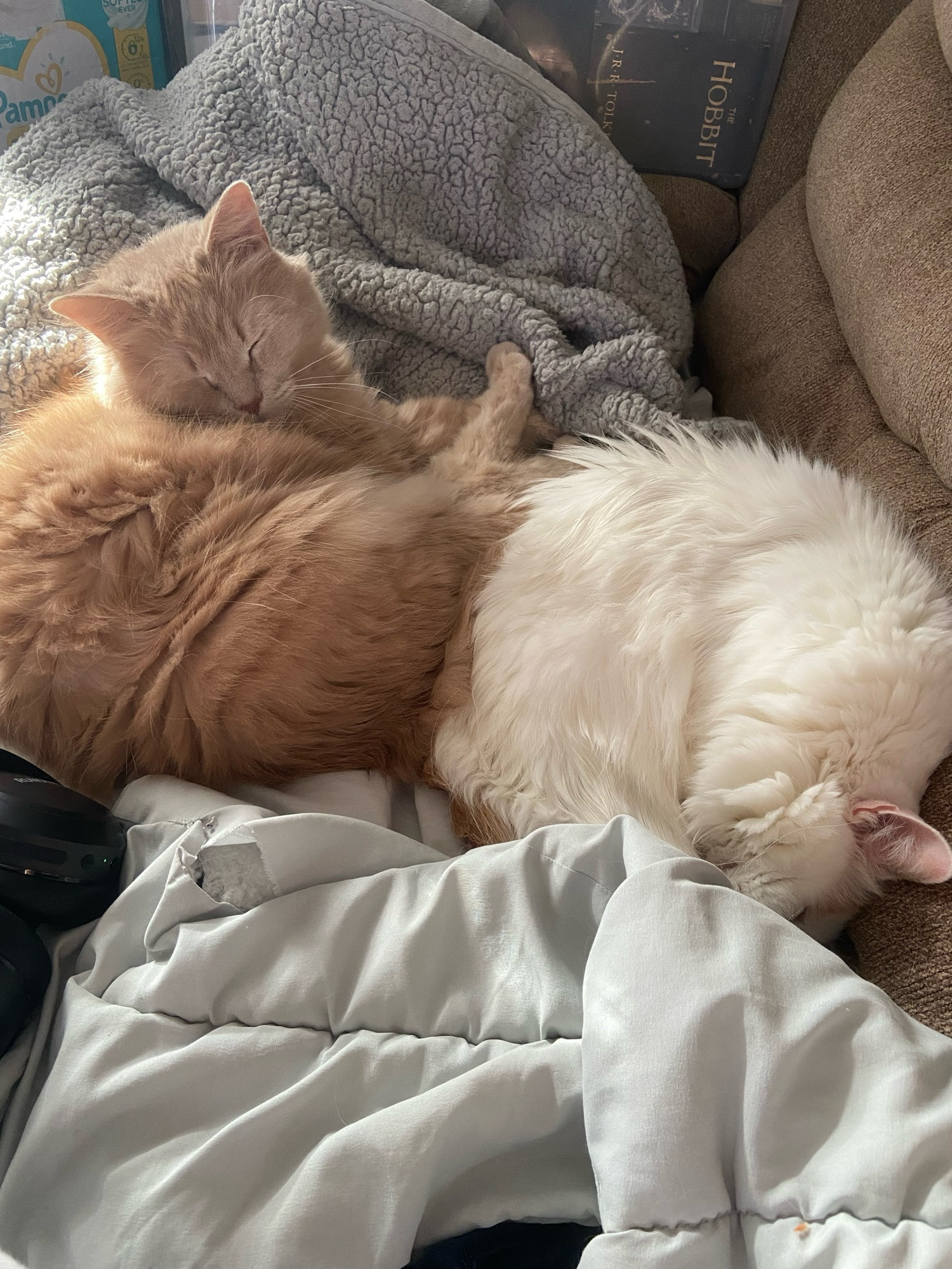 Remington and Beretta sleeping next to each other on the couch, a rare occurrence.