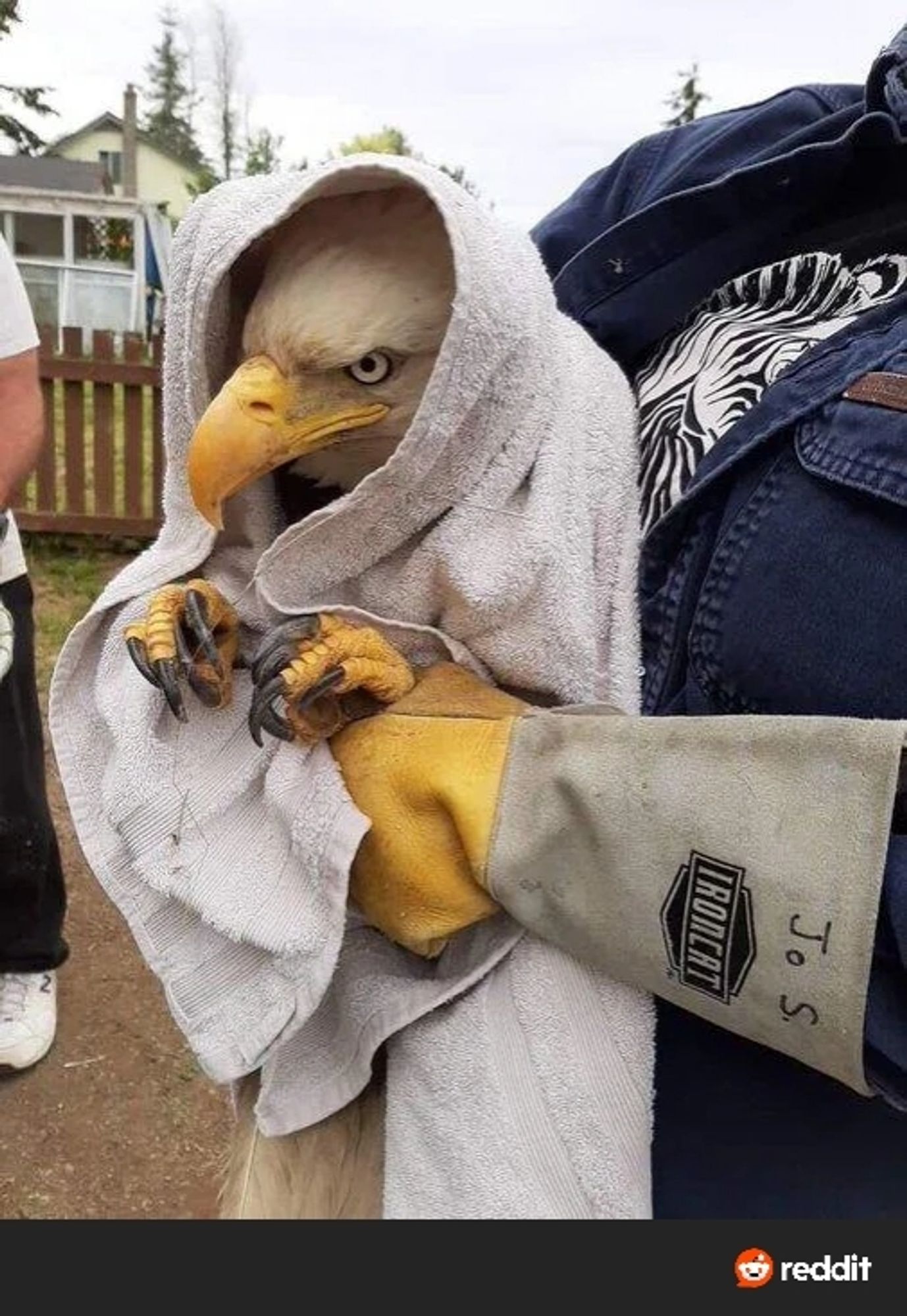 Photo of a bald eagle wrapped in a towel