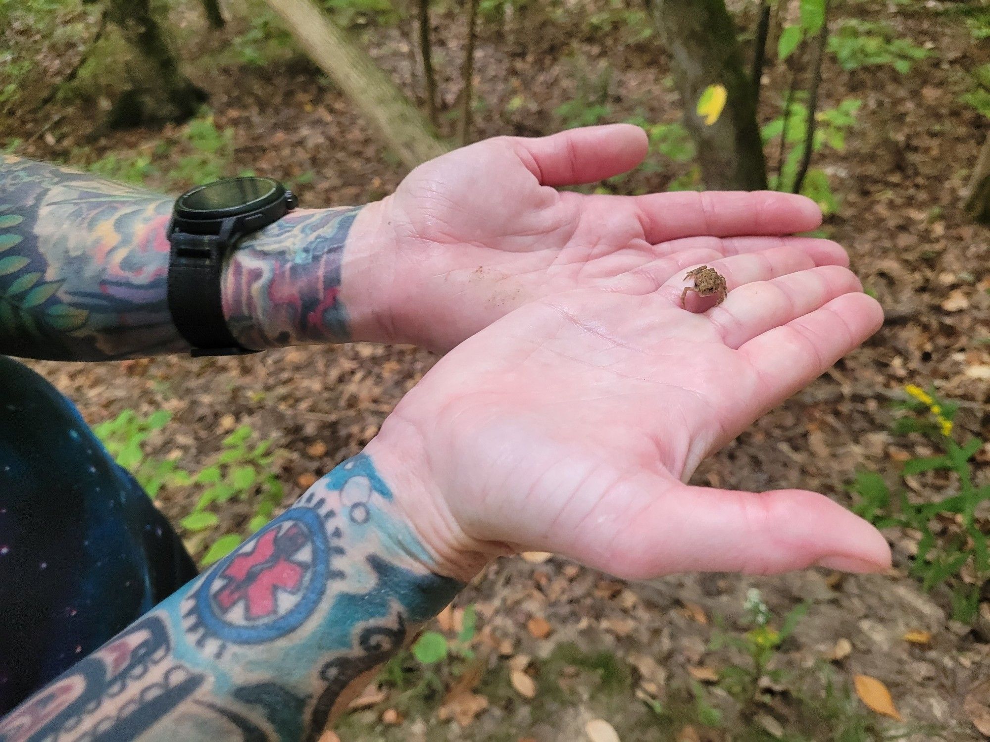 My running wife's full sleeve tattooed arms are outstretched and in her hands is a tiny tiny frog maybe a cm square at most.